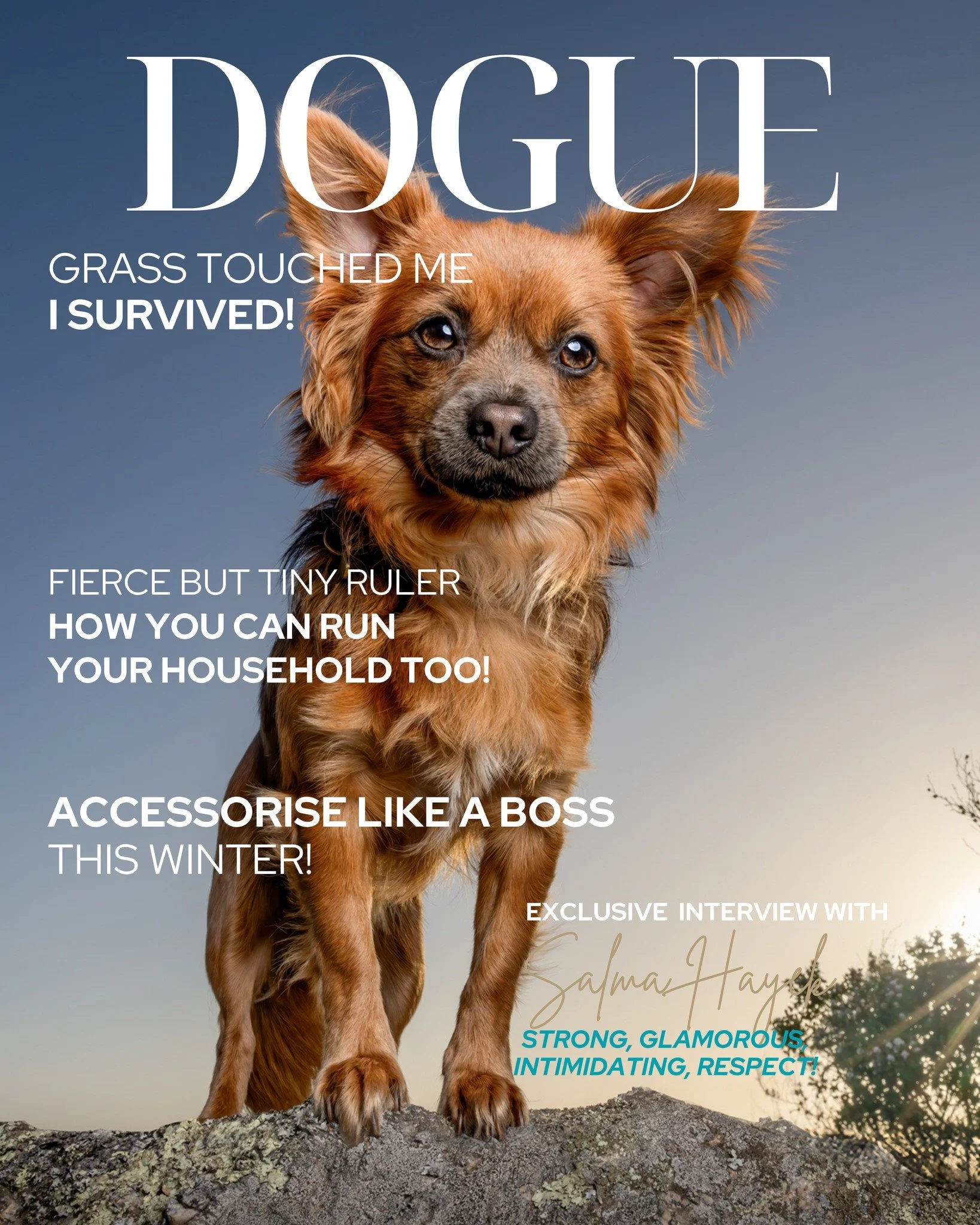 💝Chihuahua or Chi x &ndash; BREED OF THE MONTH 💝

Does a Chihuahua own your heart?

This month, I&rsquo;m celebrating these tiny, incredible dogs with an exclusive portrait experience.

Your experience includes:
&bull; Pre-shoot consult to plan you