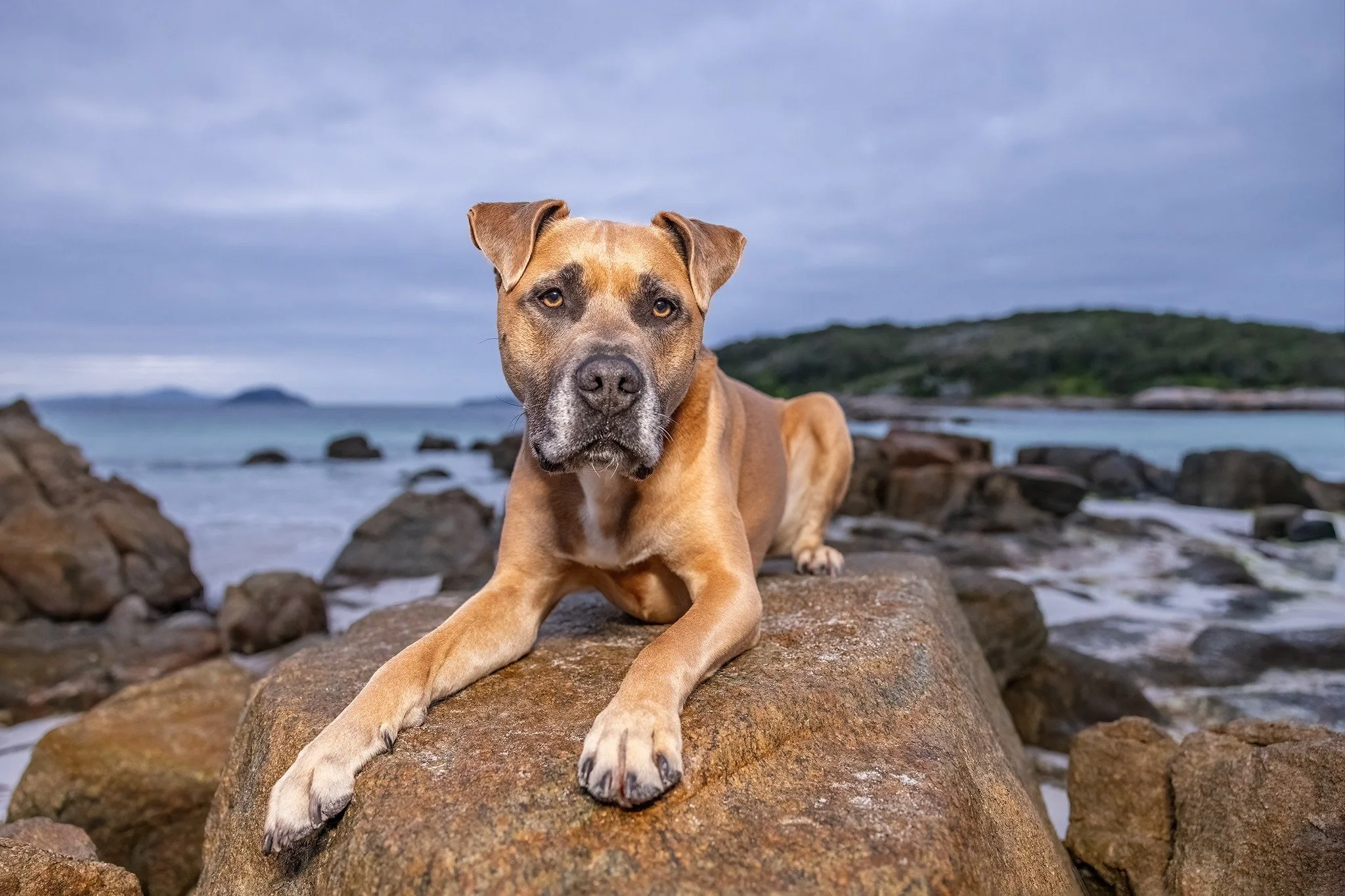 Spud

Sometimes a dog comes along and everything about them seems "old soul". They have lived before.  Spud was one of these doggos.  He was gentle, wise, intuitive, fun and he loved his Mum beyond measure.

This image was taken a few years