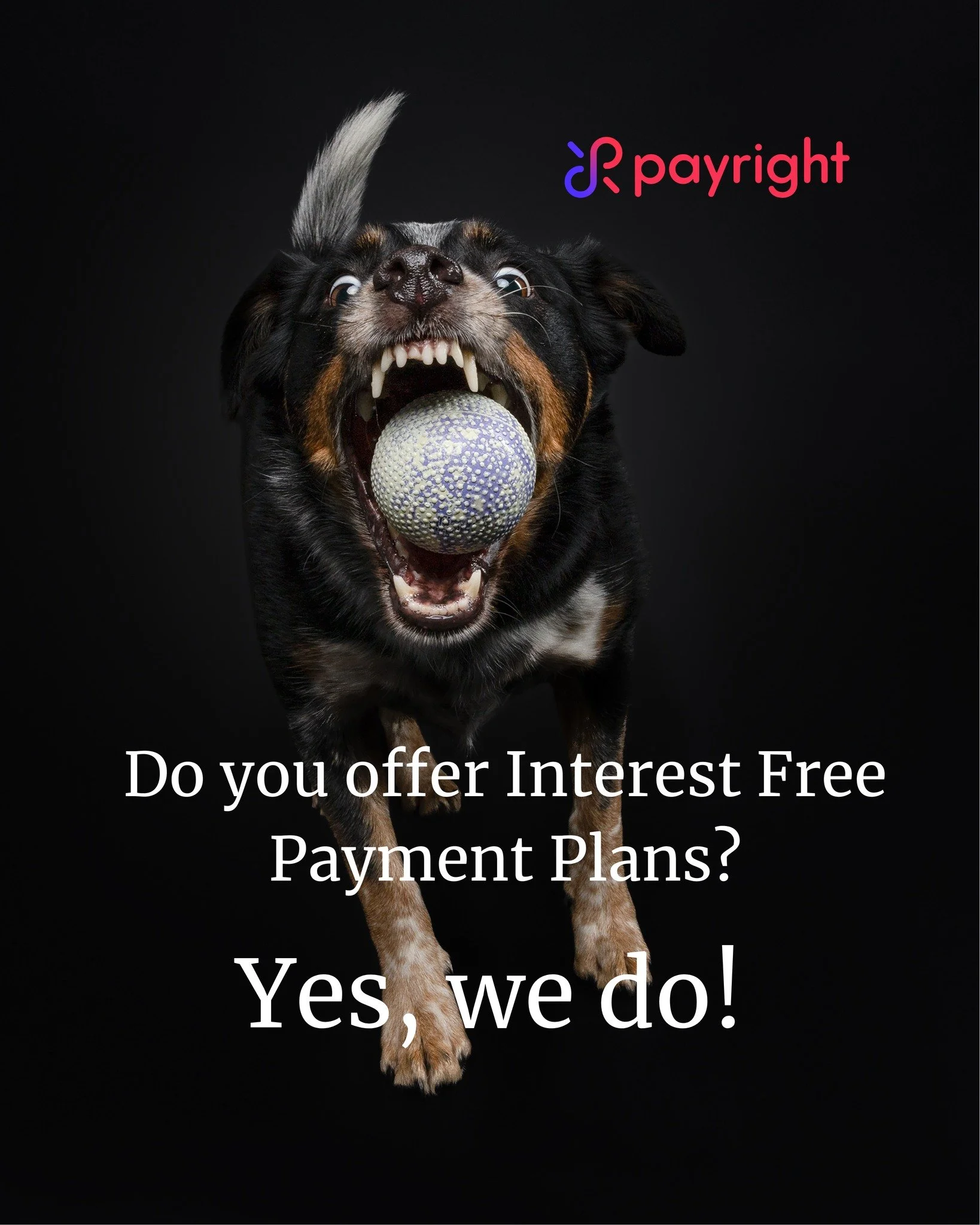 Beautiful artwork, of your dog shouldn't feel out of reach. 

That's why we offer interest free payment plans through Payright.  You can enjoy your session now and be hanging your artwork sooner.  All with the convenience of spreading your payments o
