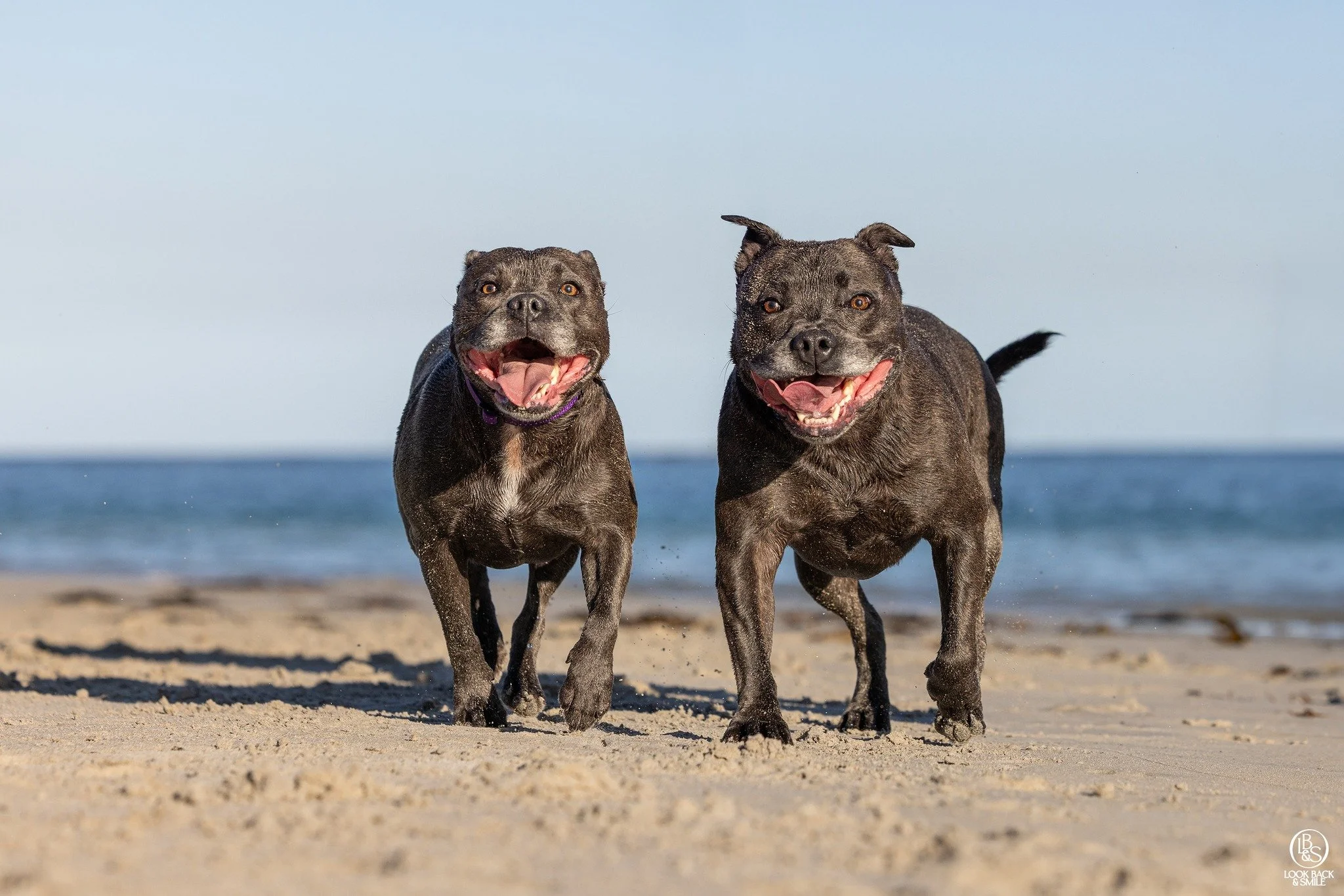 Smile at you I will! <3 

Leia and Luke are the most incredible little crack heads on earth!  Full of fun and energy, but also incredibly well trained.  They love their toys, their humans and the beach, so this was the "Best. Day. Ever" 