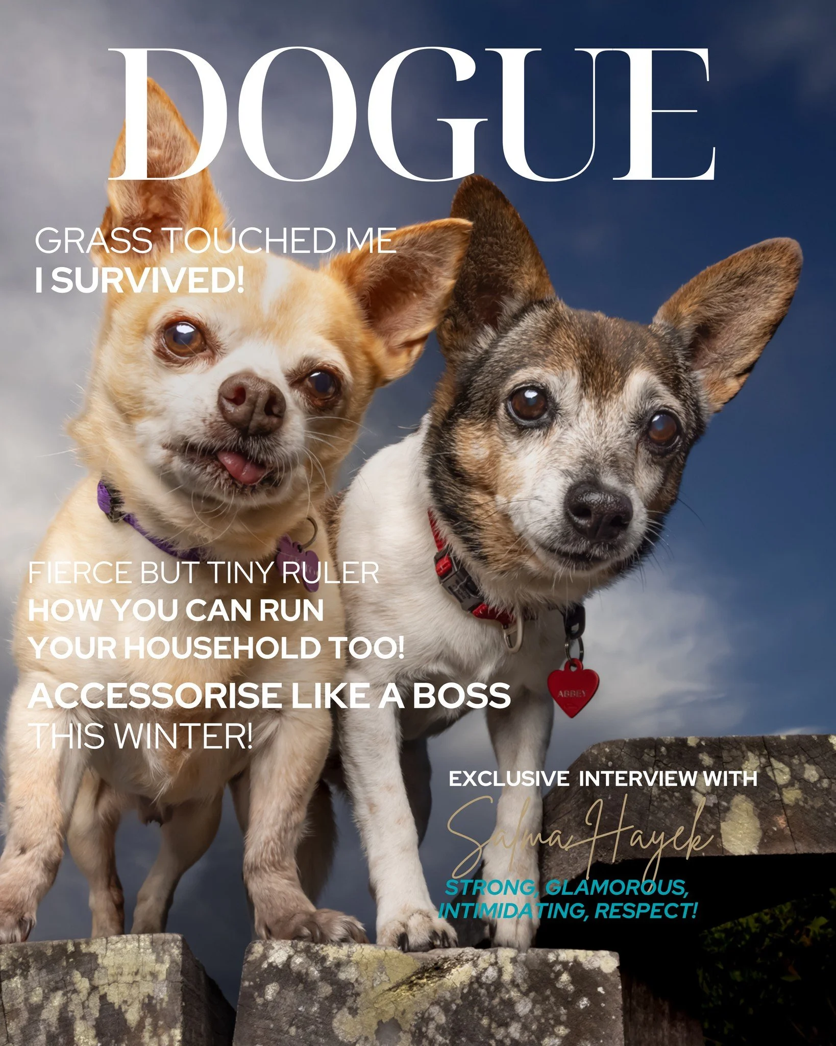 💝Chihuahua or Chi x &ndash; BREED OF THE MONTH 💝

Does a Chihuahua own your heart?

This month, I&rsquo;m celebrating these tiny, incredible dogs with an exclusive portrait experience.

Your experience includes:
&bull; Pre-shoot consult to plan you