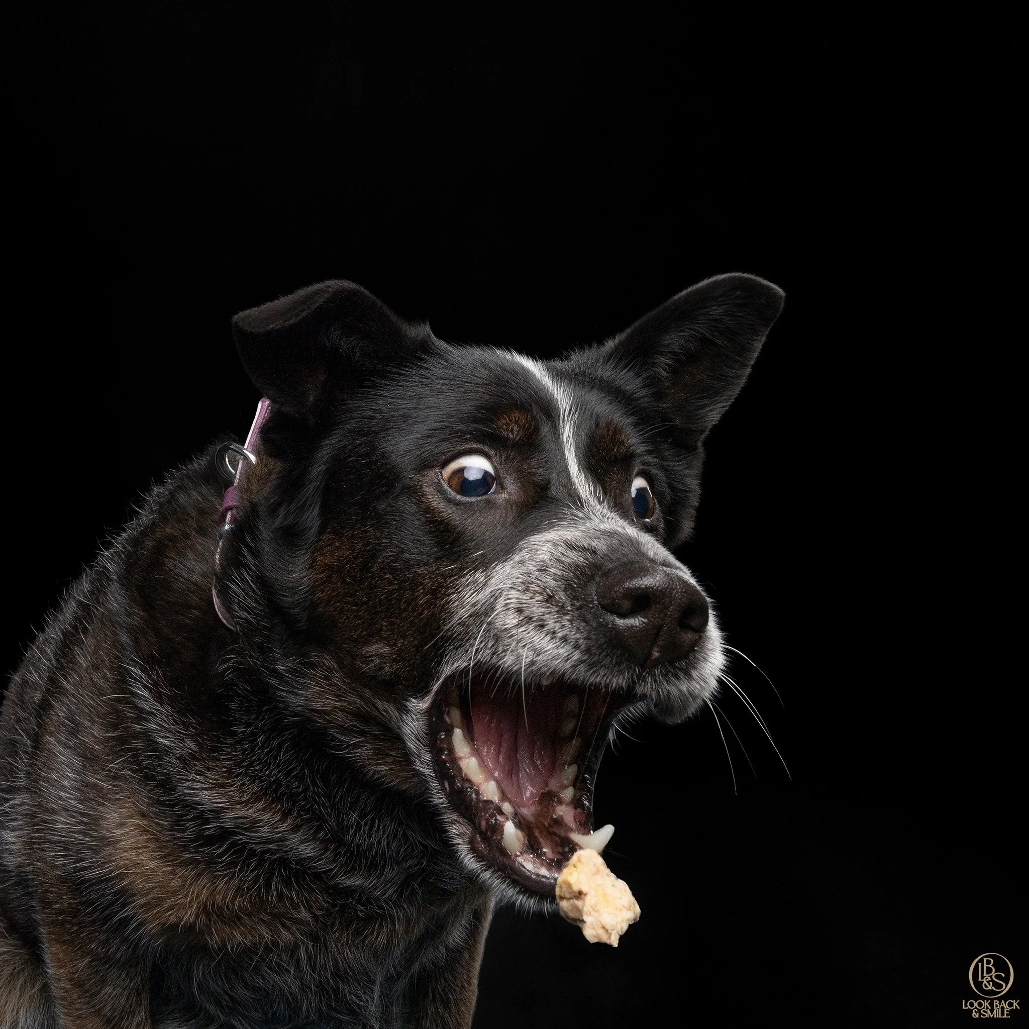 <3  Rosa <3 

Rosa is one of our frequent flyers.  Rosa is always enthusiastic, fun and gives everything her best.  We had Rosa in the studio last week for a treat catching session and she loved every second of it. 

We also did some peanut but