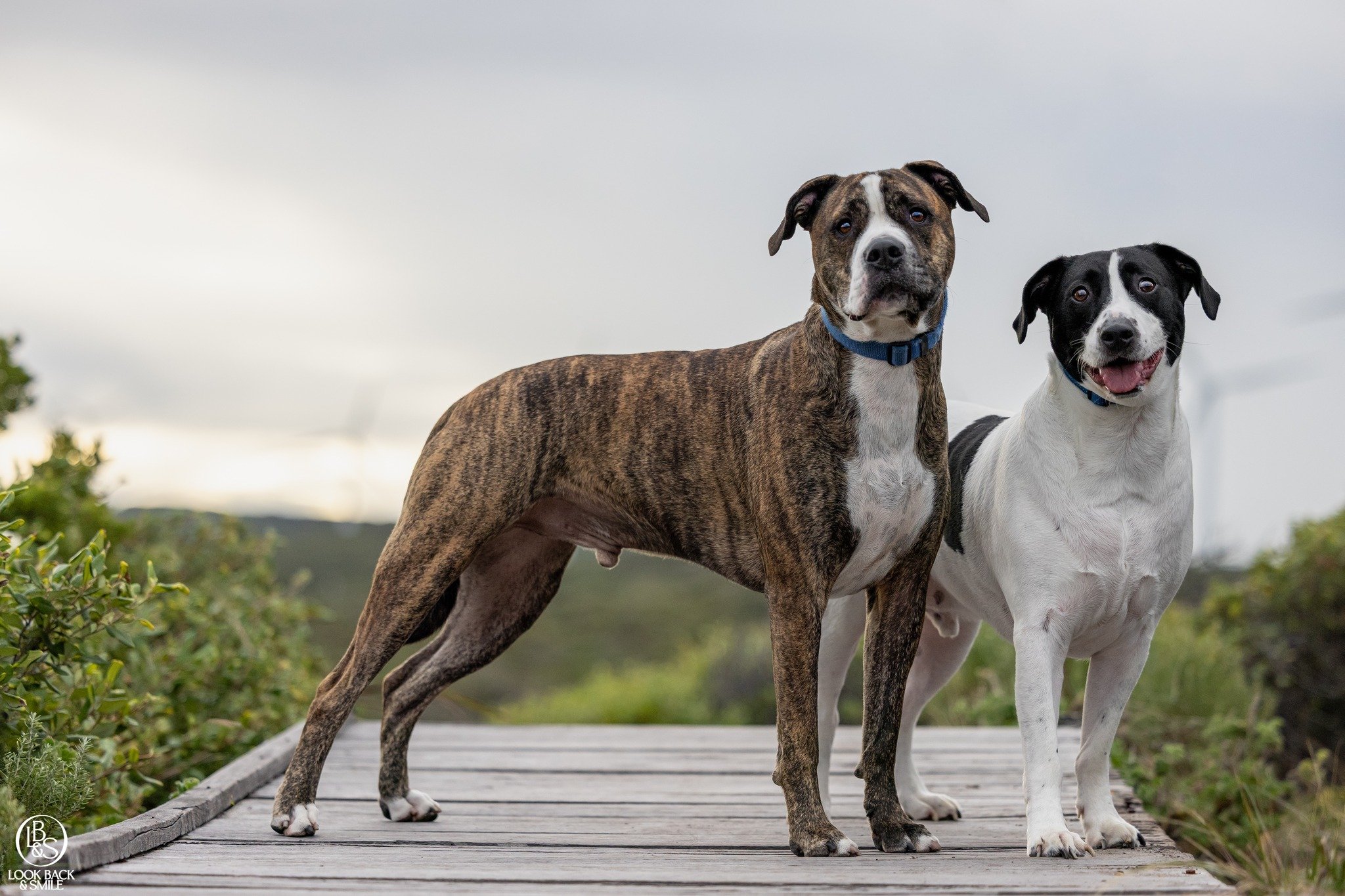 <3 Meatball &amp; Prince <3 

These two beautiful boys took a bit of time to warm up to me at first, but when they did, they were hillarious. 

Meatball loves to play. He really gets animated and it doesn't take long before zoomies take hold!  