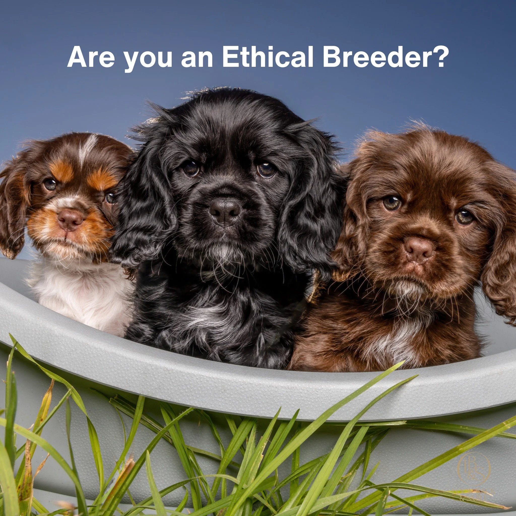<3  Local Ethical Breeders <3

Local breeders know it&rsquo;s not just what your website, social media and printed material says about your breeding program... it&rsquo;s what your images say too.

Professional photography of your breeding dogs