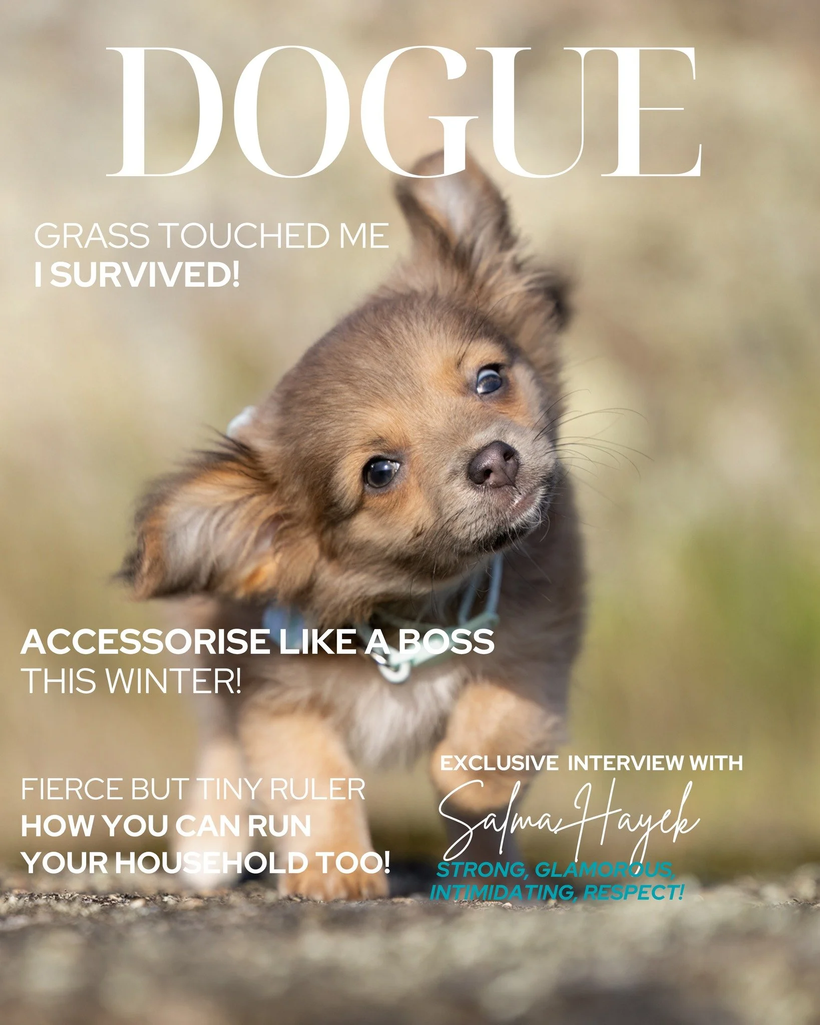 💝Chihuahua or Chi x &ndash; BREED OF THE MONTH 💝

Does a Chihuahua own your heart?

This month, I&rsquo;m celebrating these tiny, incredible dogs with an exclusive portrait experience.

Your experience includes:
&bull; Pre-shoot consult to plan you