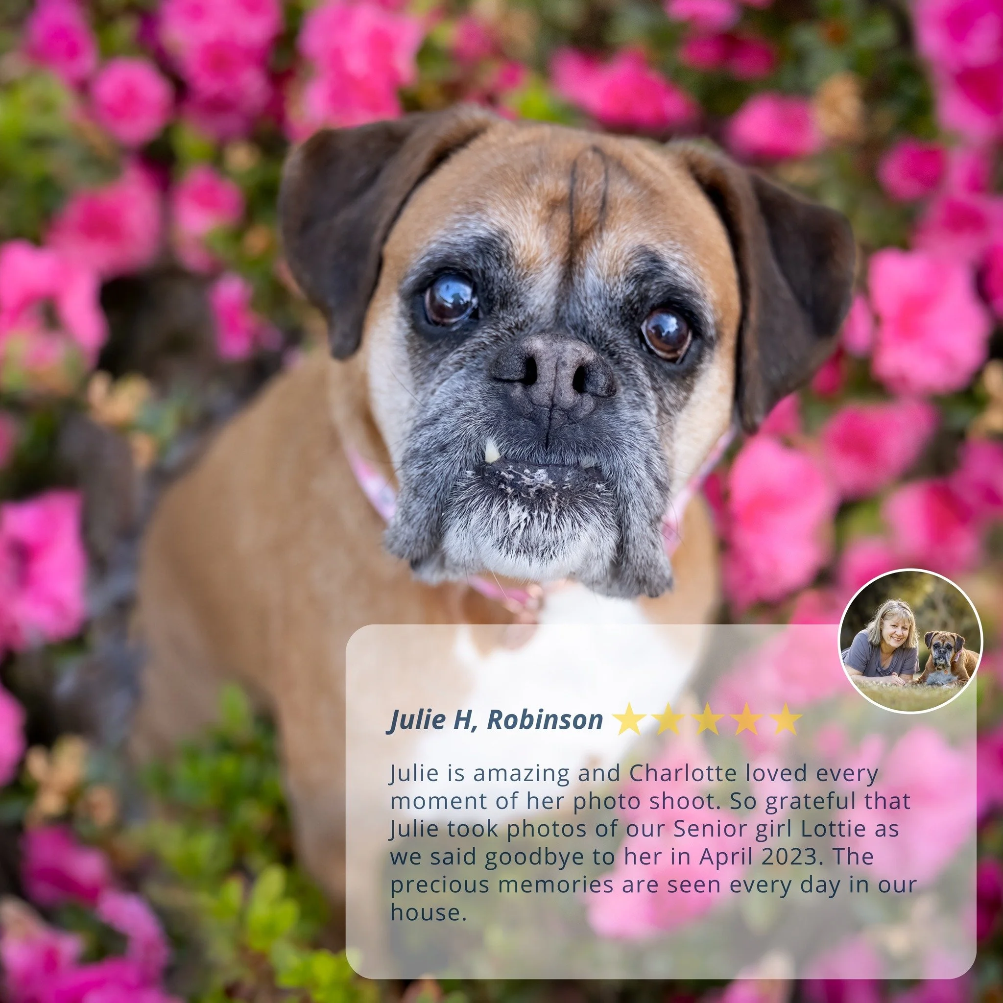 Kind Words ❤

There is something so special hearing about how much our clients treasure the photographs we create for them.

We understand just how important it is to preserve the memories of the incredible animals we are gifted in this lifetime. The