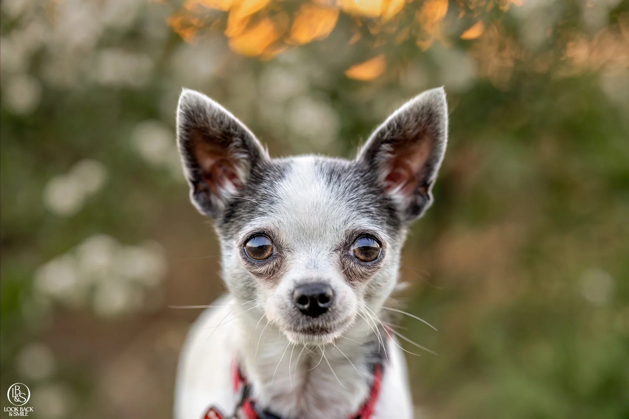 Breed Feature - Chihuahua

These teeny tiny dogs are one of my favourite breeds of dogs.  They are often very affectionate, yet sassy little dogs. 

They are fast to learn, they are easy to carry if it's muddy, there are prickles, or the ground is ho
