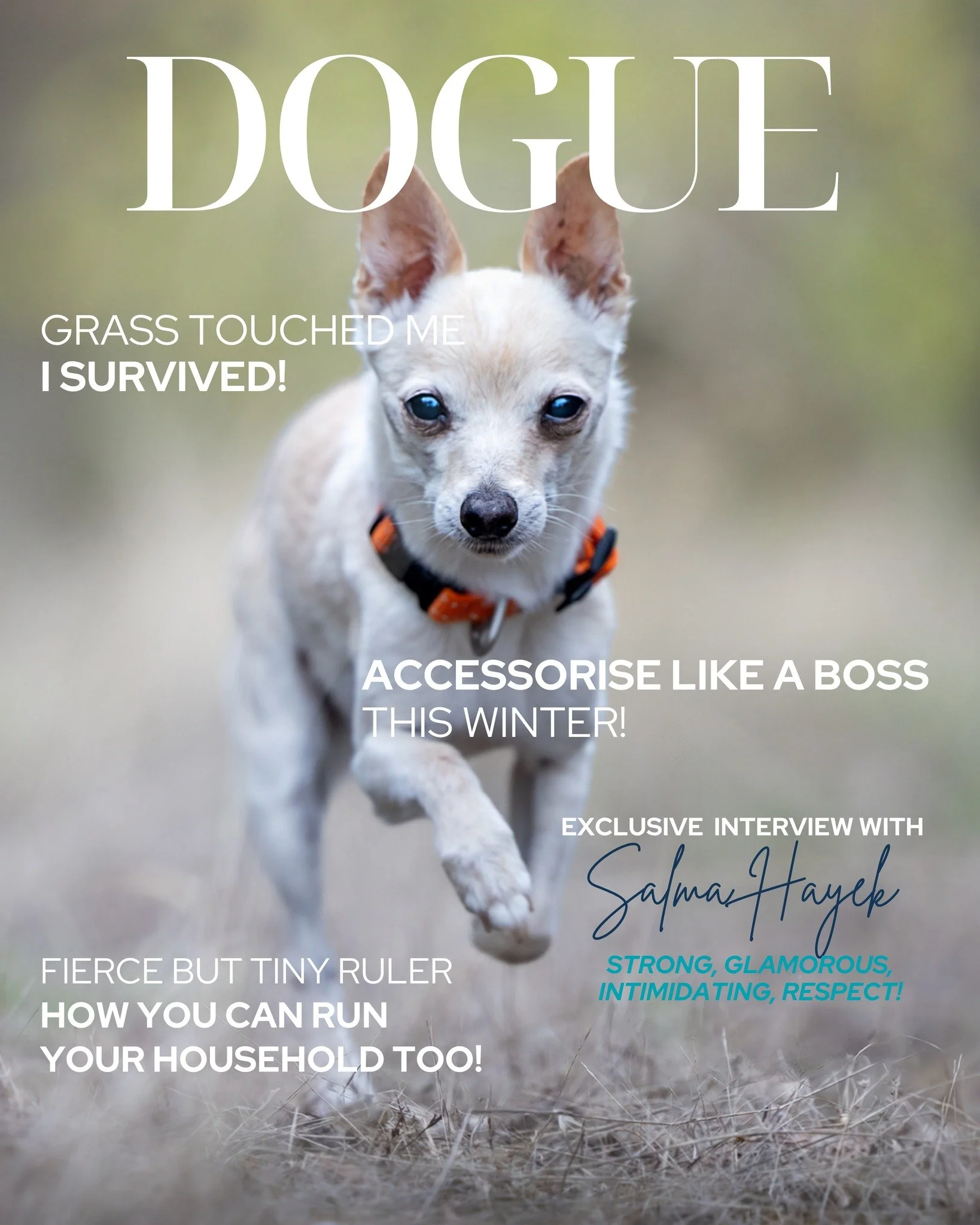 💝Chihuahua or Chi x &ndash; BREED OF THE MONTH 💝 2 Days left!

Does a Chihuahua own your heart?

This month, I&rsquo;m celebrating these tiny, incredible dogs with an exclusive portrait experience.

Your experience includes:
&bull; Pre-shoot consul