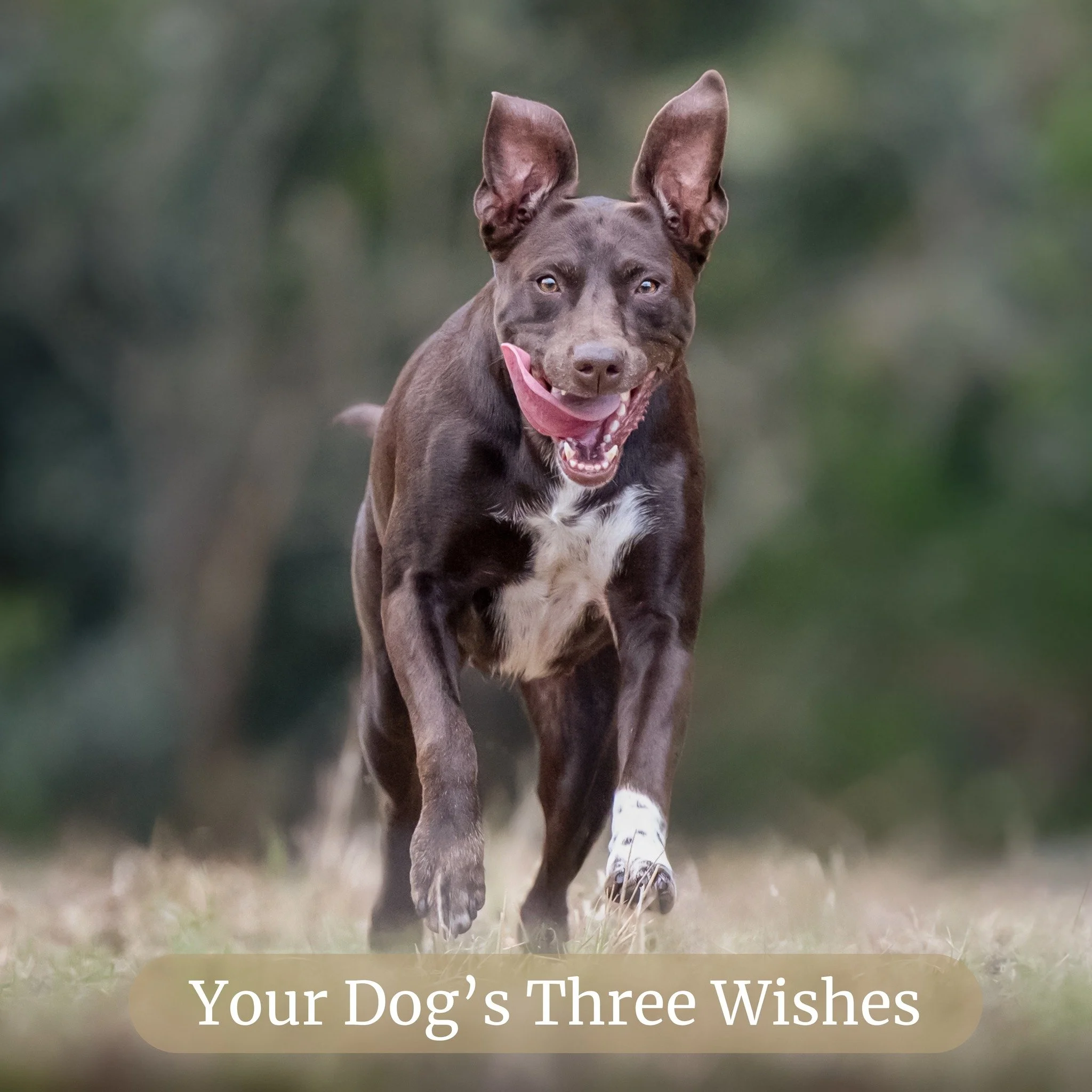 What would your Dog's 3 Wishes Be?