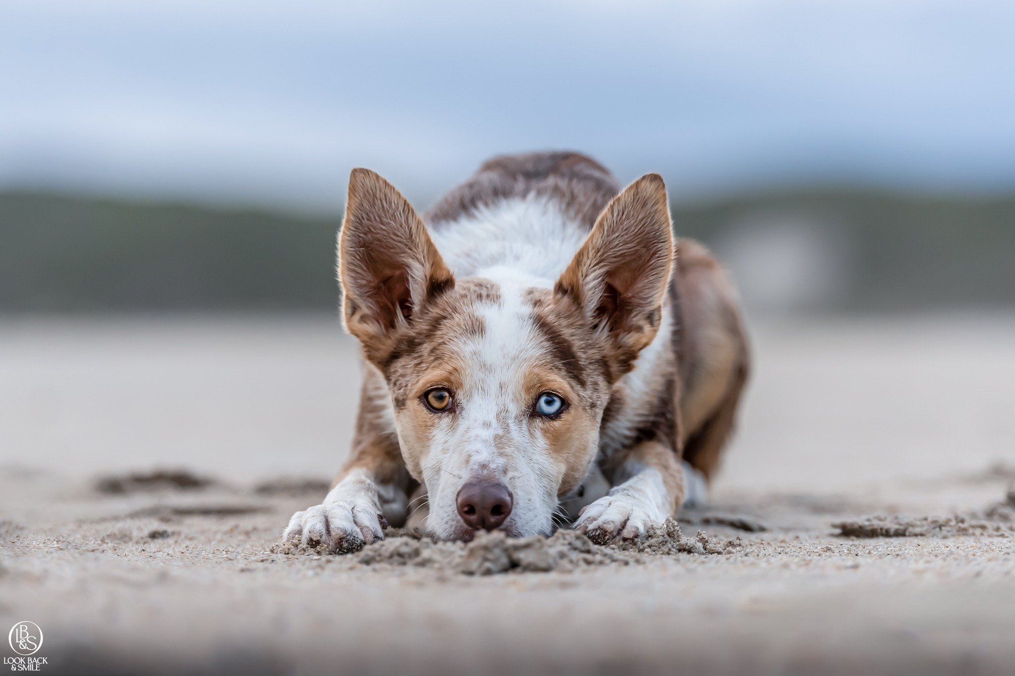 Who doesn't love a good Throw Back Thursday?

This is Obi, taken at Muttonbird beach on our session in April 2022! 

I can't believe this was over 4 years ago Amy! 

This sweet, super smart and incredibly active boy made this shoot a tonne of fun. 


