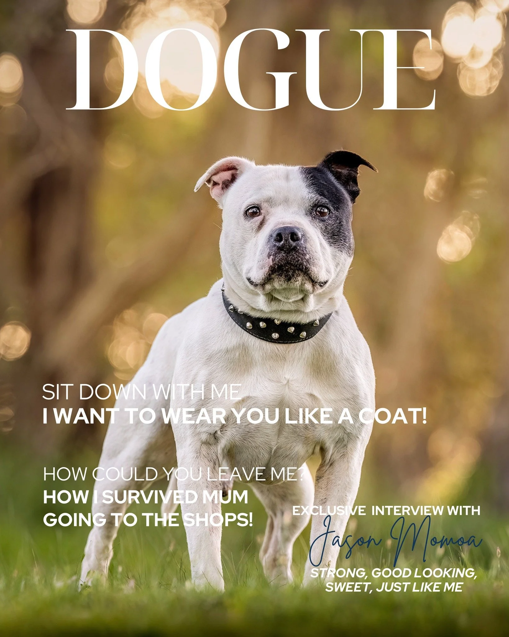 June's Breed of the Month

Who doesn't love a Staffy?  This month we're doing Staffy or Staffy X as our breed of the month.  It could be an English, An American or an XL Bully, or it could be a cross of those. 

If you've got the sweetest staffy in t