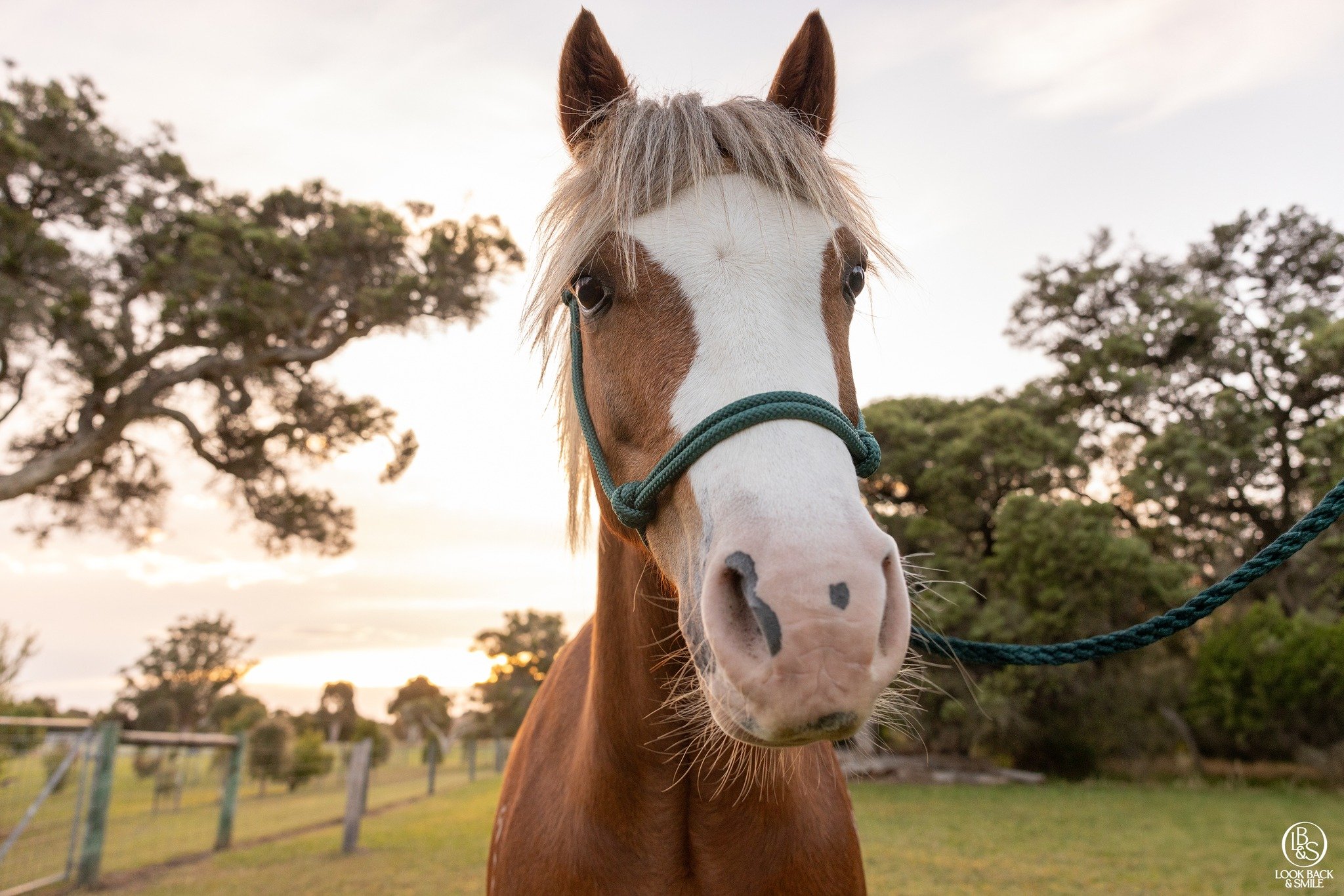 <3  Basil <3 

This image was a little "out take" an "imperfect" image of a perfect little pony named Basil. 

Each animal I photograph is special to me and Basil was no different.  A sweet boy who although small in stature,
