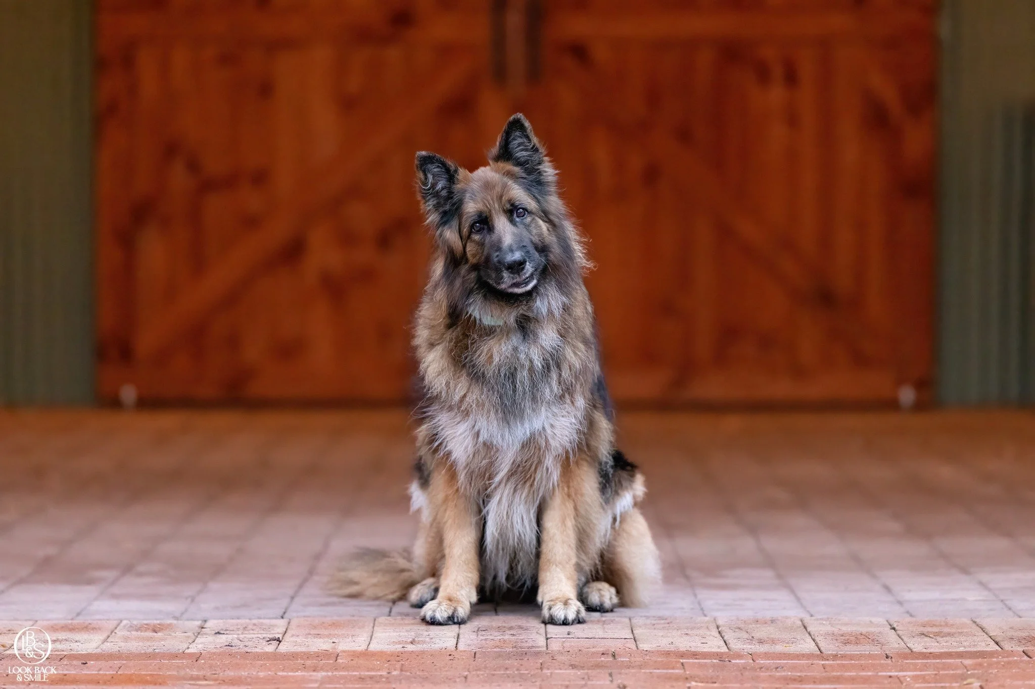 Location Feature - Limeburner's Grove

One of our favourite venues for dog photography for so many reasons.

This picturesque wedding venue is perfect for older dogs or those with mobility challenges, as we don&rsquo;t need to walk far to create a fu