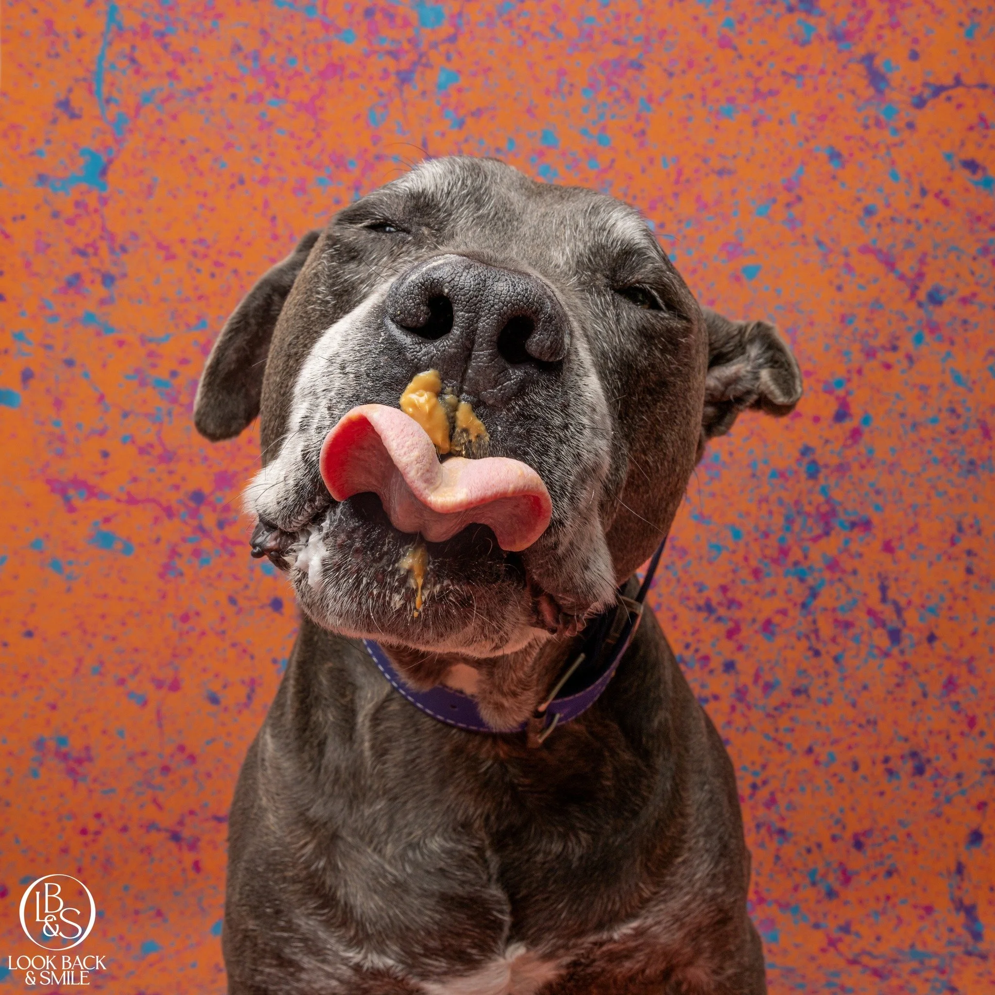 Tongue out Tuesday <3 

We just adore this boofhead.  He's truly magnificent.  Tonner has been a frequent flyer with Look Back and Smile since  2022.

He's super handsome and so easy to photograph.  He's also an actual Pro Model now.  When he come