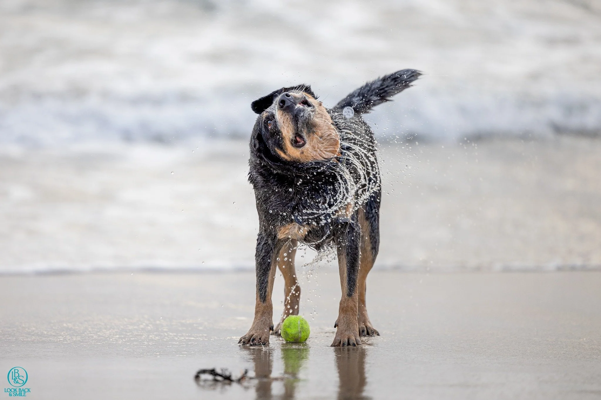Throwback Thursday - April 2023

<3  Fletcher <3

This beautiful blue boy is so loved by his pawrents.  He lives a blessed life in Denmark and enjoys the beach immensely. 

Ball is LIFE and like most Australian Cattle Dogs, he is one-eyed for h
