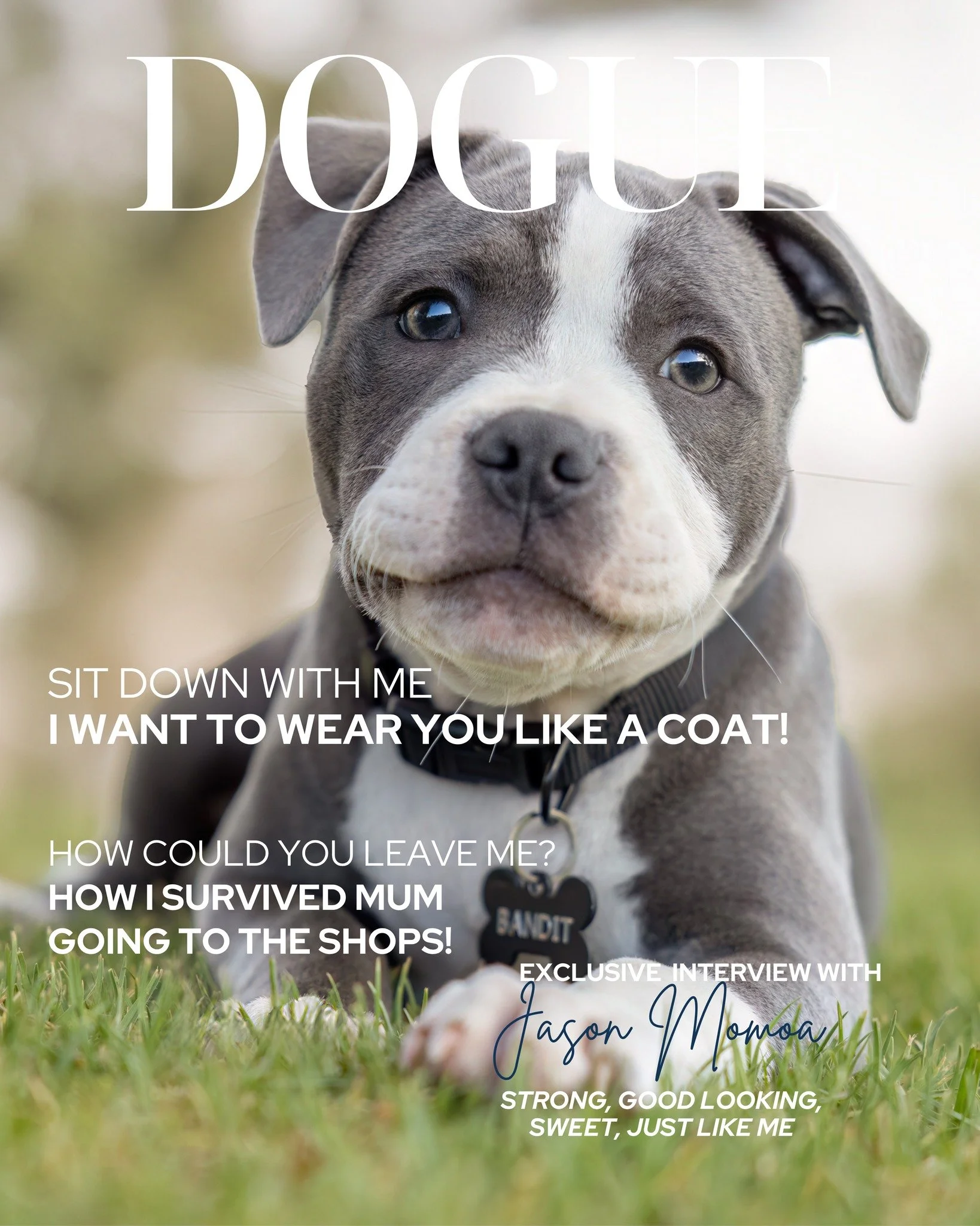 June's Breed of the Month

Who doesn't love a Staffy?  This month we're doing Staffy or Staffy X as our breed of the month.  It could be an English, An American or an XL Bully, or it could be a cross of those. 

If you've got the sweetest staffy in t