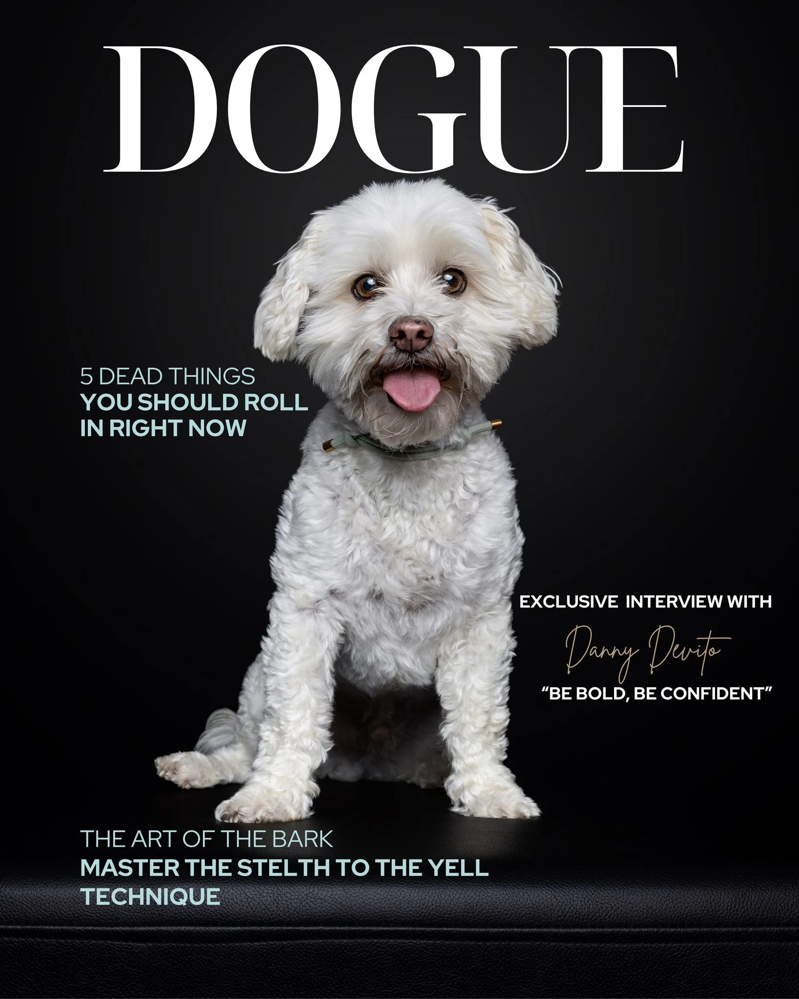 August&rsquo;s Theme of the Month &ndash; Small Terrier Dogs

Got a little pocket rocket?  We want to hear from you.

Apply to be one of just 2 dogs selected for this month's little but lively Theme of the Month.

I can&rsquo;t wait to create some ep