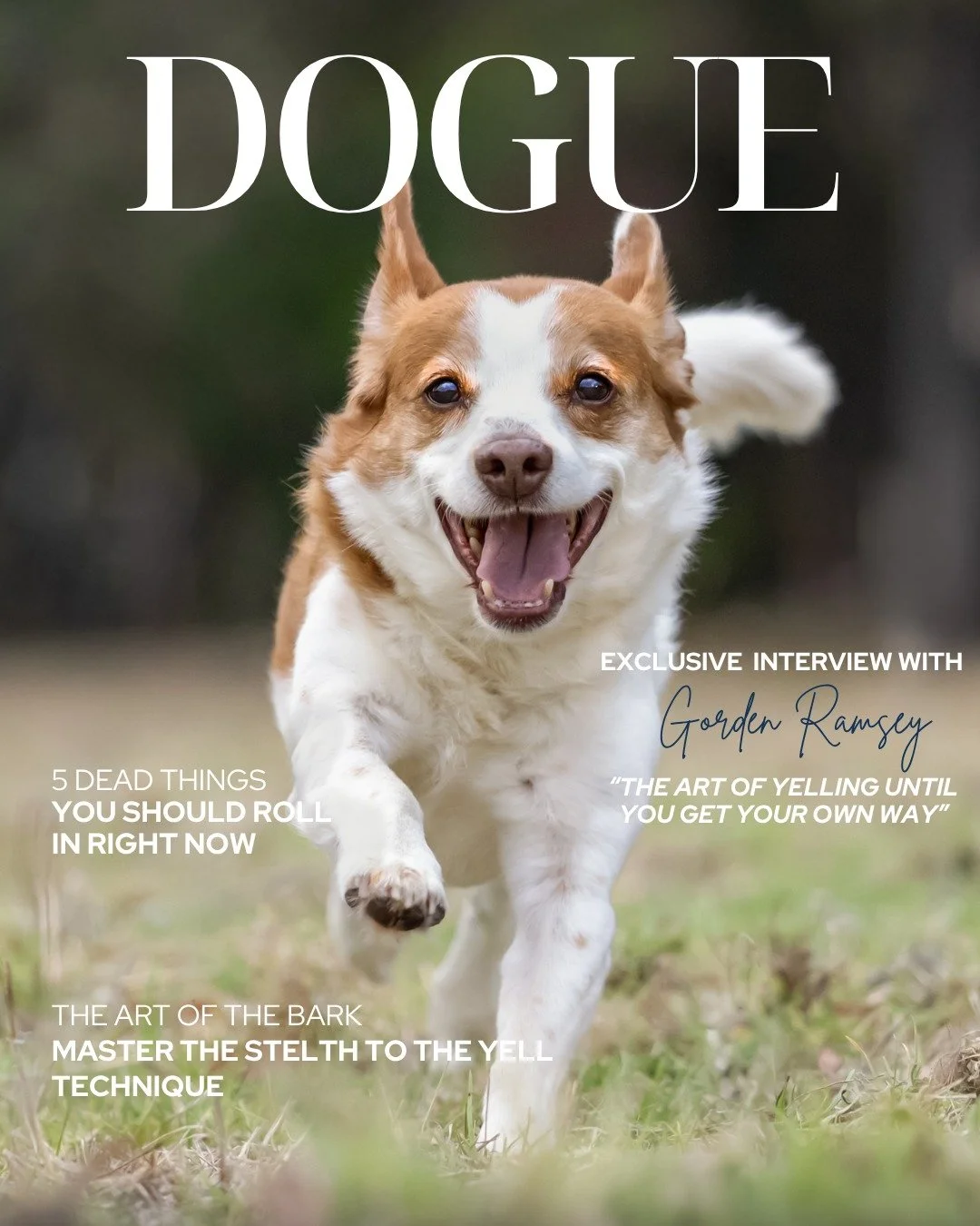 **LAST DAYS**

August&rsquo;s Theme of the Month &ndash; Small Terrier Dogs

Got a little pocket rocket?  We want to hear from you.

Apply to be one of just 2 dogs selected for this month's little but lively Theme of the Month.

I can&rsquo;t wait to
