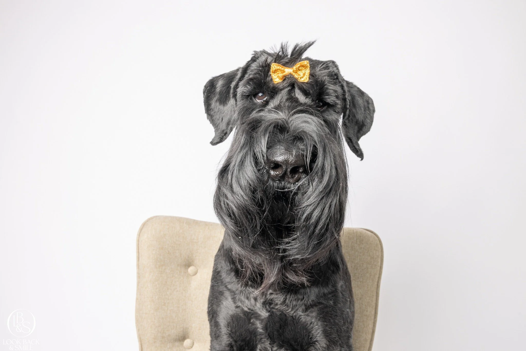 Show us your "lap dog"....

This 40kg Giant Schnauzer loves to be a lap dog.....