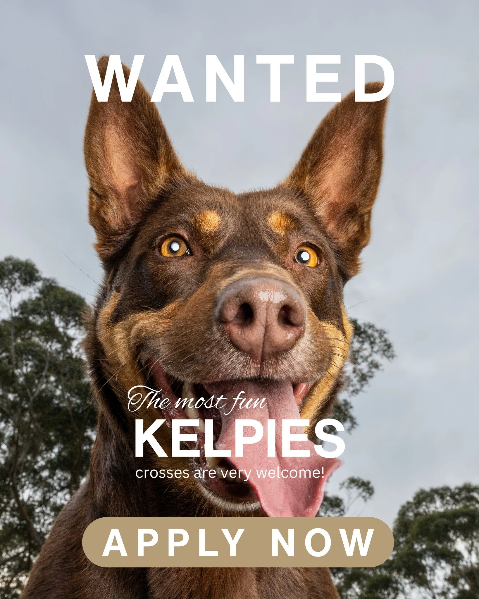 September's  Breed  of the Month &ndash; Kelpie or Kelpie x

Got a dog on crack?  We want to hear from you!

Kelpies are the most loyal, most extreme, intelligent and wonderful dogs. 

If you've been putting off having a shoot with your Kelpie or Kel