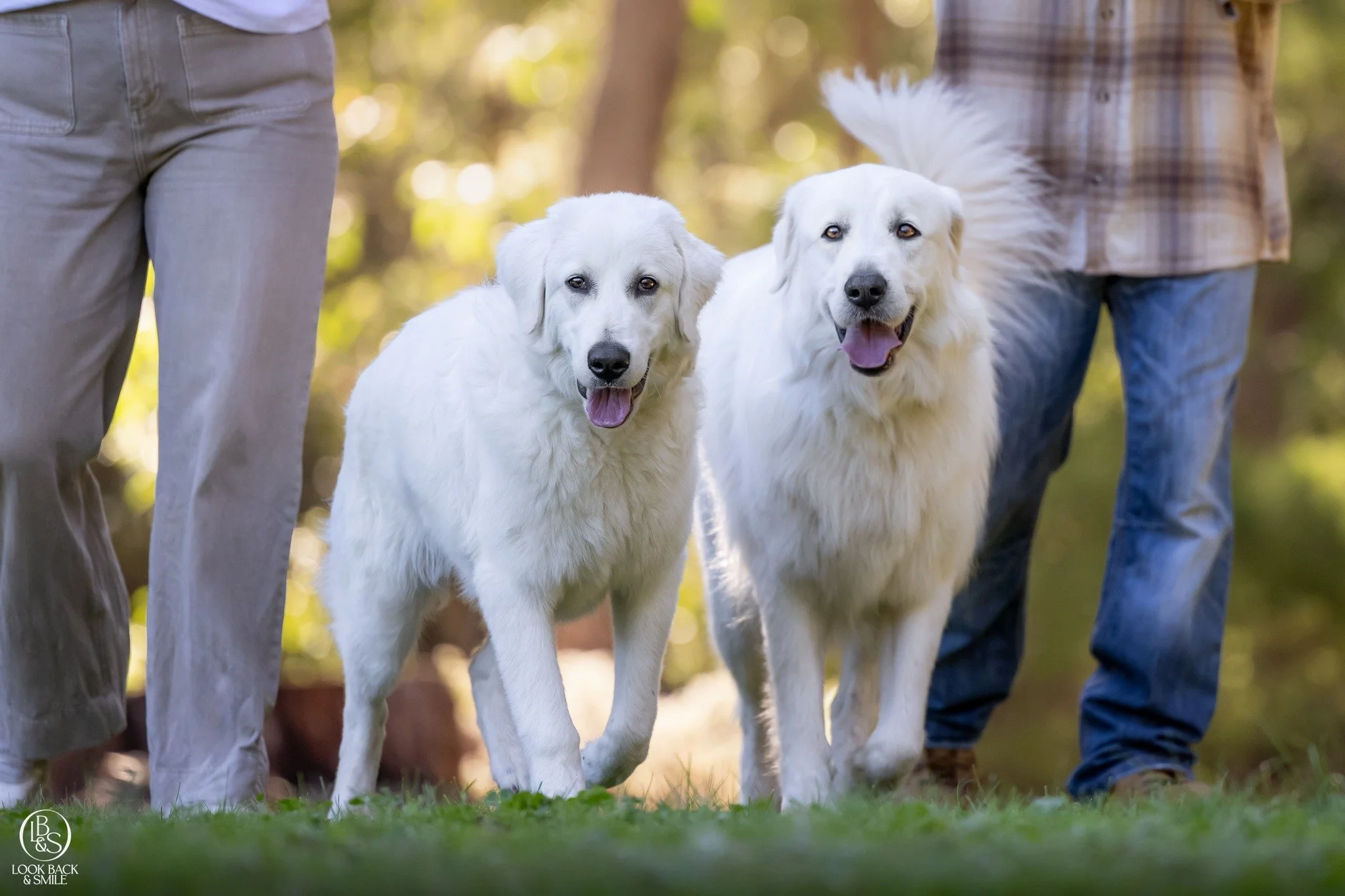 <3 Max &amp; Lumi <3 

Sometimes the best dogs find their way into our lives when we weren&rsquo;t even looking for them.

Max certainly wasn&rsquo;t planned. A rather complicated series of events involving a rescued rooster, some new chickens 
