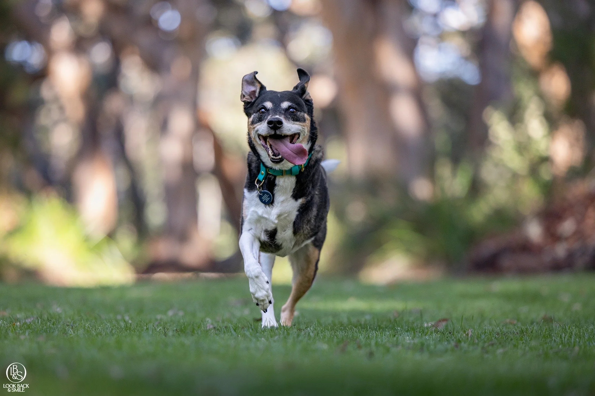 <3  Meet May <3

May clearly had no fun at all at her recent photo shoot! :-D 

Could you even tell she's a Tripod?  It's hard to spot.  That's because May doesn't let it slow her down one bit.  May is 11 years young, but still has the energy o