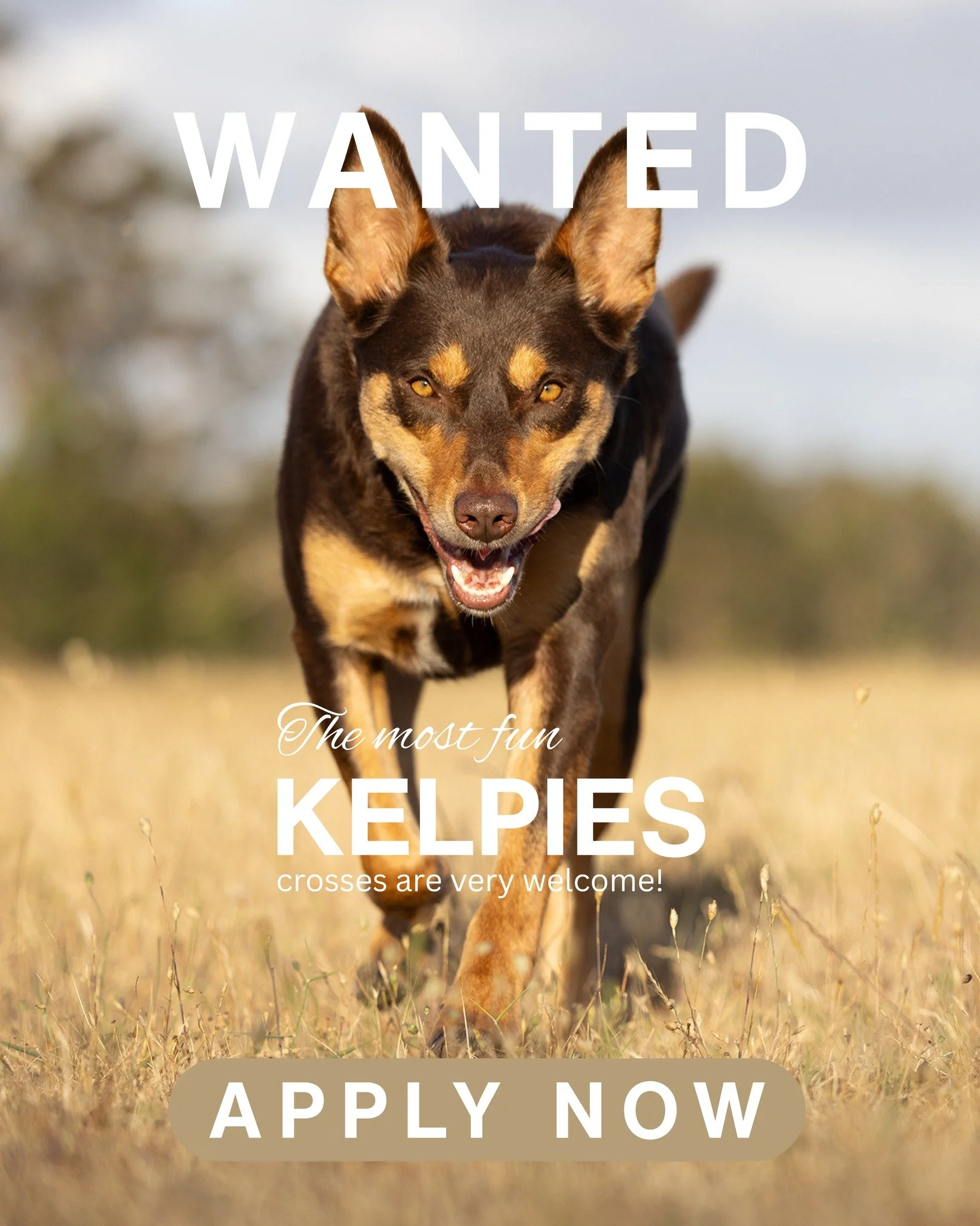 September's  Breed  of the Month &ndash; Kelpie or Kelpie x

Got a dog on crack?  We want to hear from you!

Kelpies are the most loyal, most extreme, intelligent and wonderful dogs. 

If you've been putting off having a shoot with your Kelpie or Kel