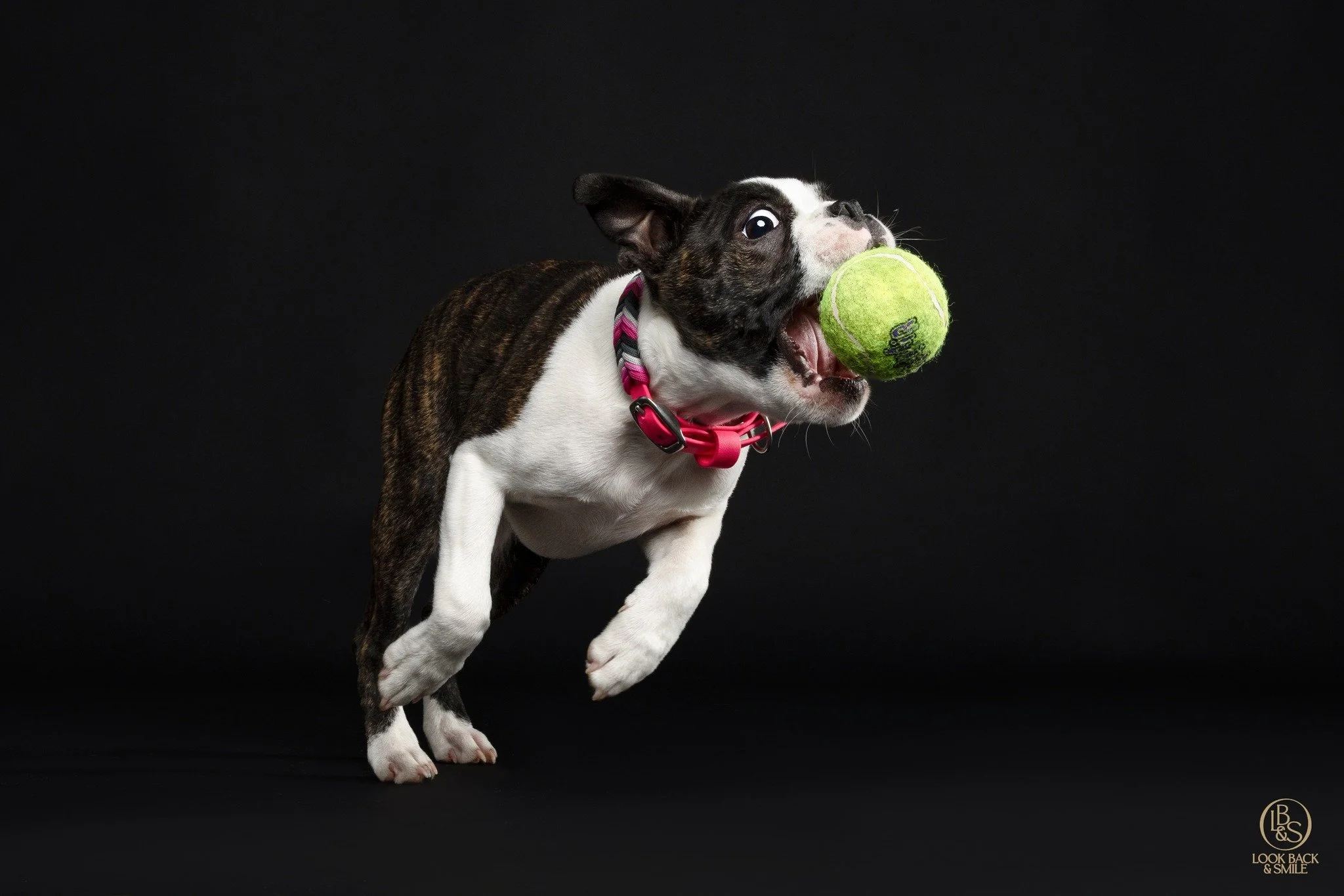 <3  Cyril <3 

The boy who completed our family.  Cyril recently turned 4 months old and as a result, we did a little studio session to mark the occasion. 

I'm pretty sure this little Boston Terrier will be the most photographed Boston whom ev