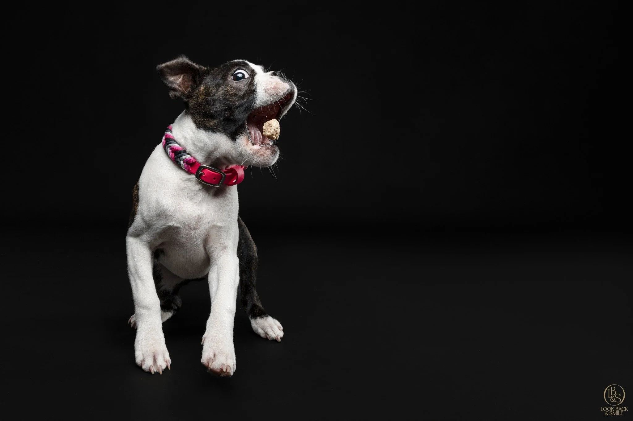 I'm back in the Pet Dog Training Game. <3 

RSPCA Training - Level 1

Our first class got underway on Saturday and I'm really looking forward to meeting the dogs this Saturday.

If you would like to join us for the next round of classes, you can s