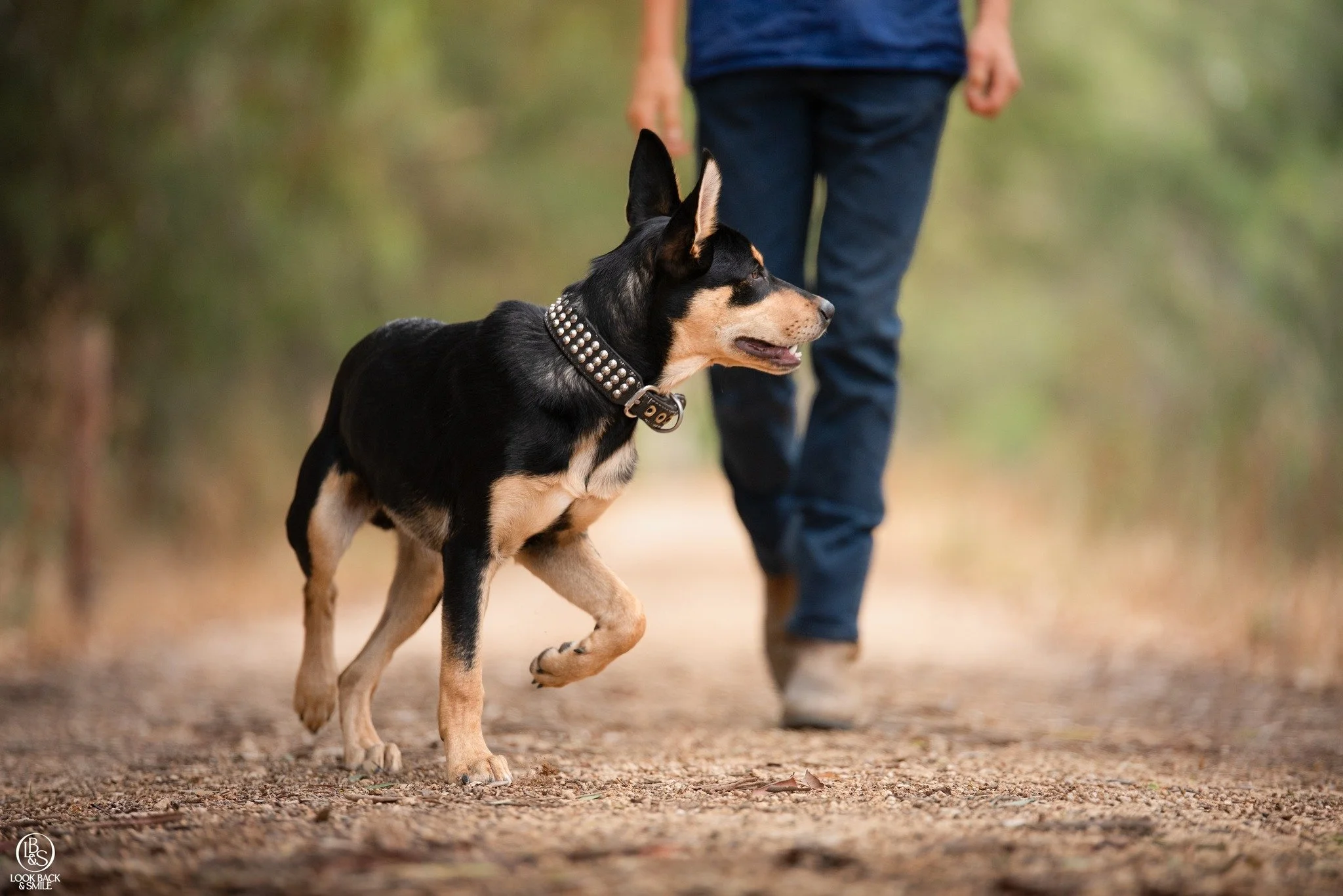 Training Tip: Pay the Check-In

When you&rsquo;re out on a walk, whether your dog is on a long lead or off lead, pay attention to those moments when they look back at you. Mark it with a word like &ldquo;yes&rdquo; and give them a treat.

Do this oft