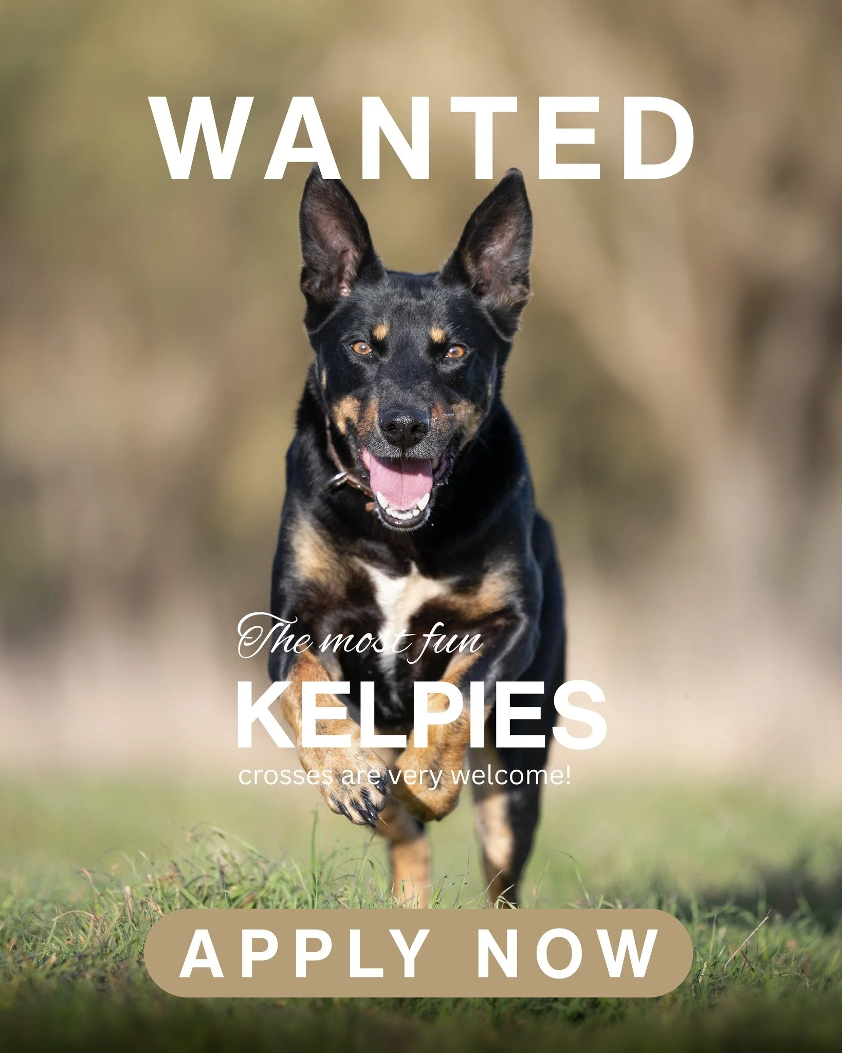 September's  Breed  of the Month &ndash; Kelpie or Kelpie x

Got a dog on crack?  We want to hear from you!

Kelpies are the most loyal, most extreme, intelligent and wonderful dogs. 

If you've been putting off having a shoot with your Kelpie or Kel