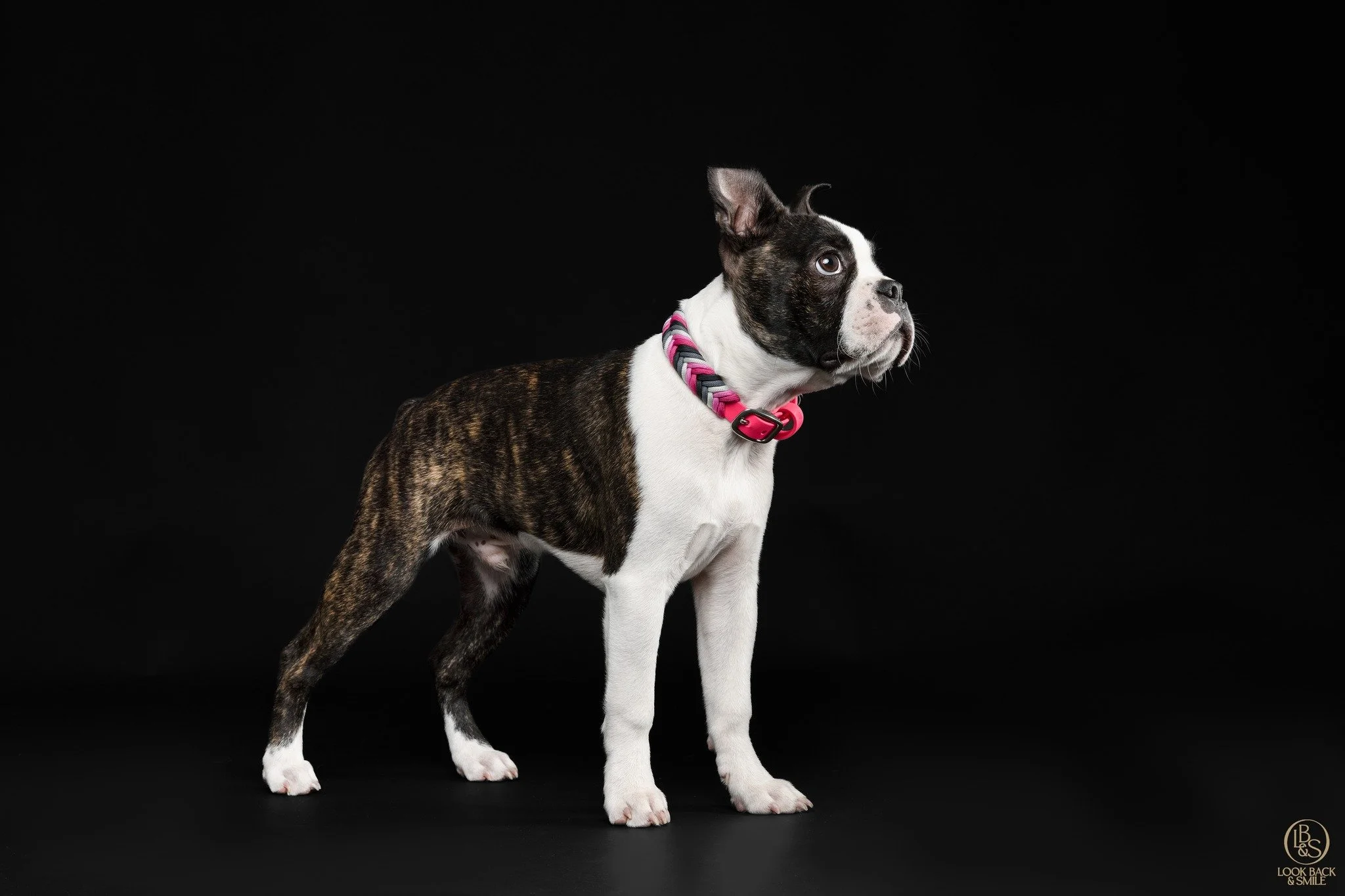 What's your take on pink on boys?

I really wanted a girl Boston, but there were only boys available and this particular little boy was very much meant to be ours right from the start.

Anyway, this little boy's colour is pink. 

This stunning collar