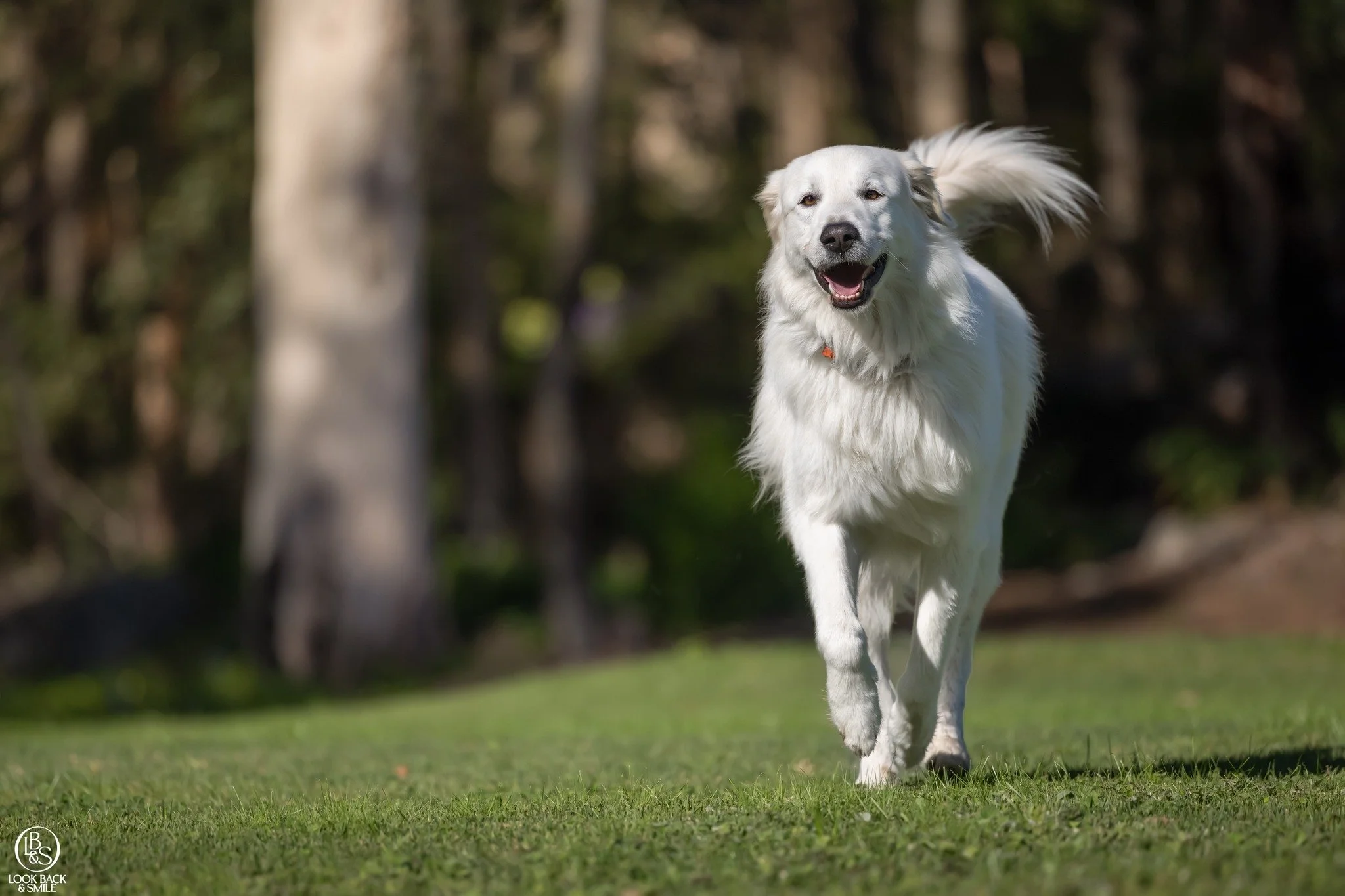 Dogs are total live in the moment, fun-loving earth angels. 

What did we do to ever deserve them?

Show us your earth angel's happy face. <3