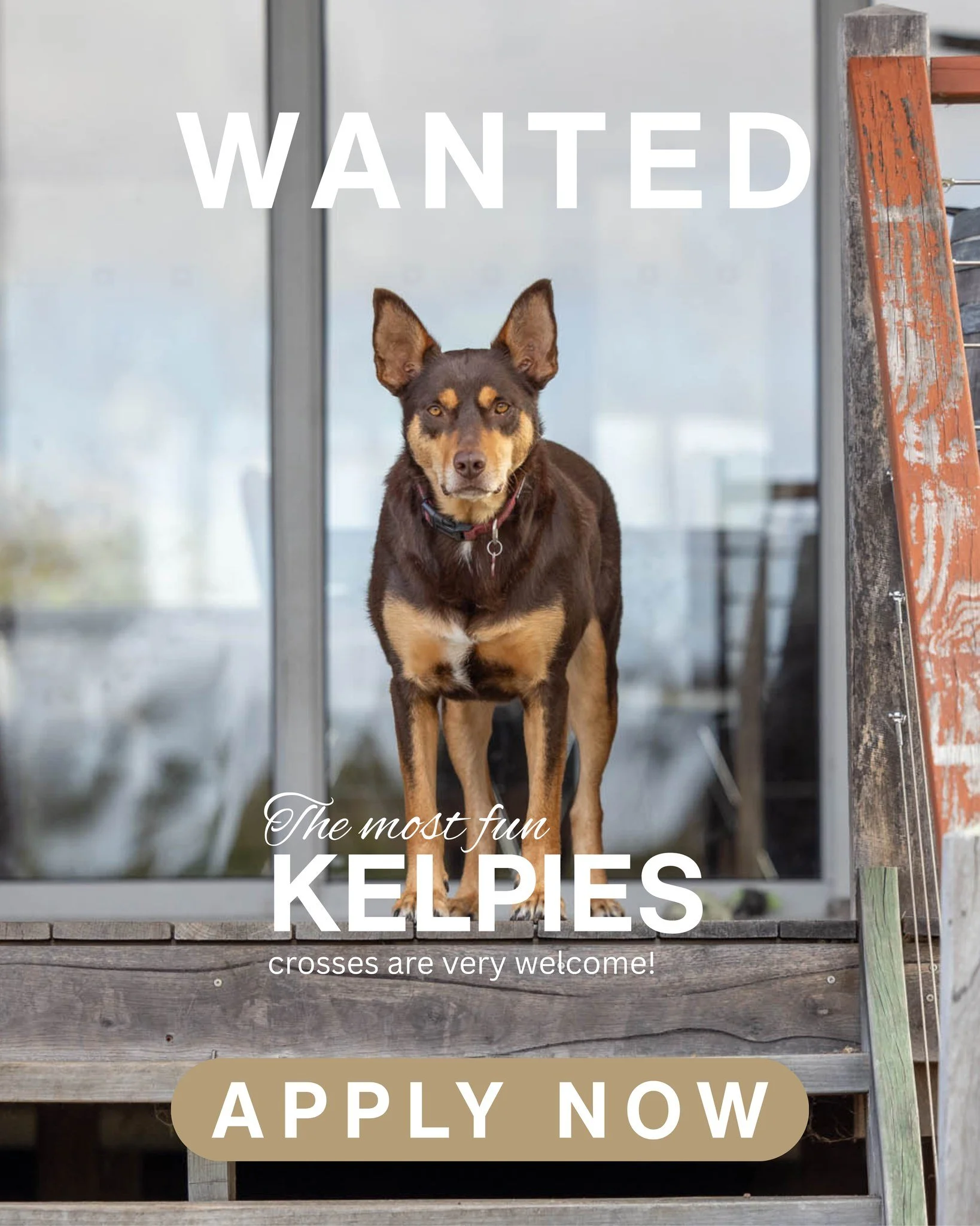 *Last Days*

September's  Breed  of the Month &ndash; Kelpie or Kelpie x

Got a dog on crack?  We want to hear from you!

Kelpies are the most loyal, most extreme, intelligent and wonderful dogs. 

If you've been putting off having a shoot with your 