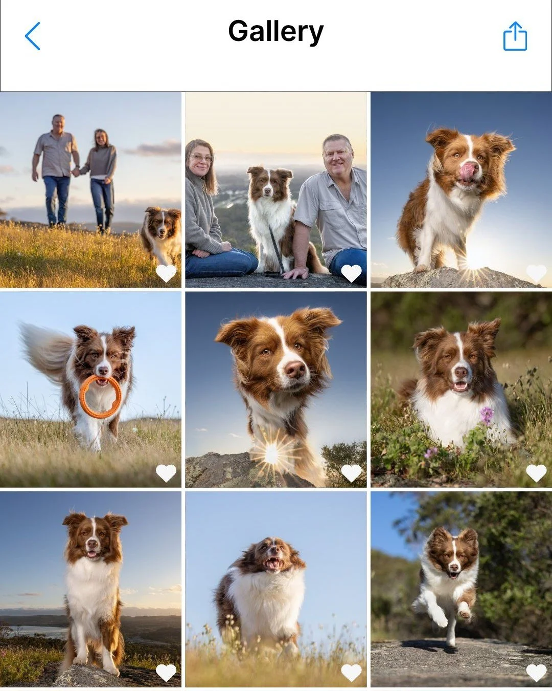 Where do you precious memories live?

Most of us have thousands of photographs sitting on our phones.

But the images hanging on our walls become part of our homes and everyday lives. 

Your dog deserves to be more than another photo you might scroll