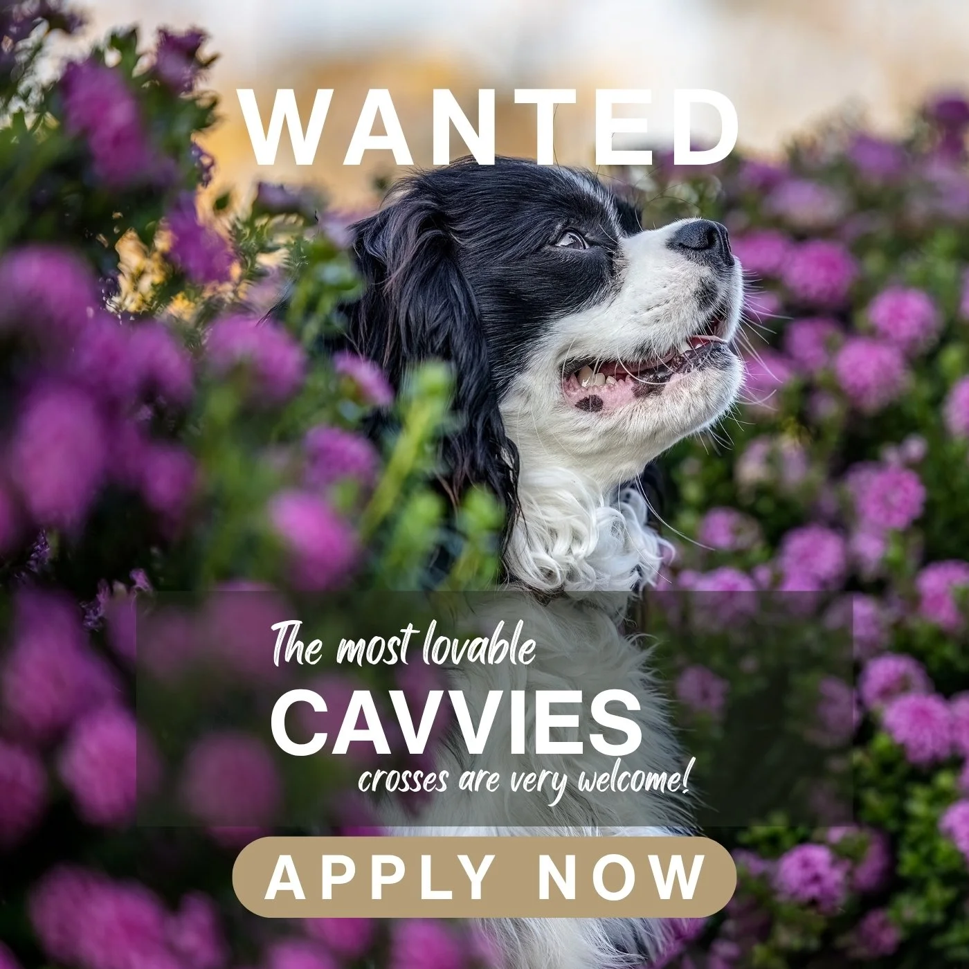 October's  Breed  of the Month &ndash; Cavvy or Cavvy x

Do you have the most loving and sweet Cavvy or Cavvy x?

Cavvies are known to be the sweetest, loyal, intuitive and gentle dogs.  Those who love them often turn into "collectors" of t