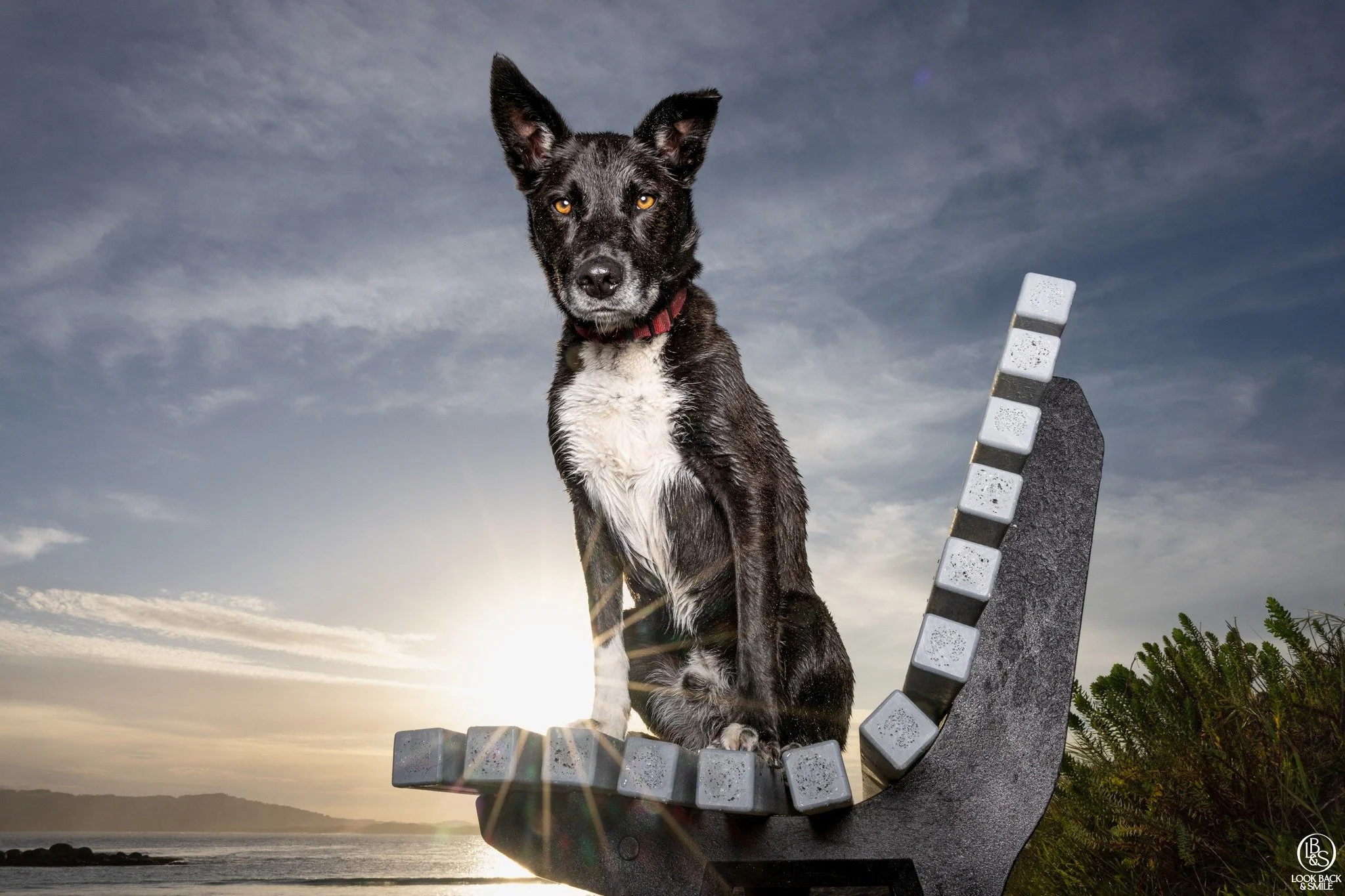 <3  Finn - Kelpie Breed of the Month - September <3 

How handsome is Finn?  He's also super smart and a LOT of fun!  Throughout the shoot he would rush in and plant a big kiss on my lips before running off and continuing to play! 

Finn came i
