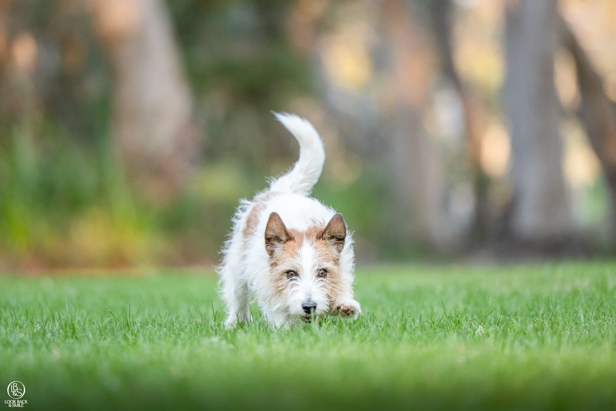 Training Tip. &ldquo;Find it&rdquo;

&ldquo;Find it&rdquo; can help your dog disengage from something they&rsquo;re worried about.

How to teach it:

&bull; Start at home when your dog is relaxed.
&bull; Throw a small handful of treats onto the groun
