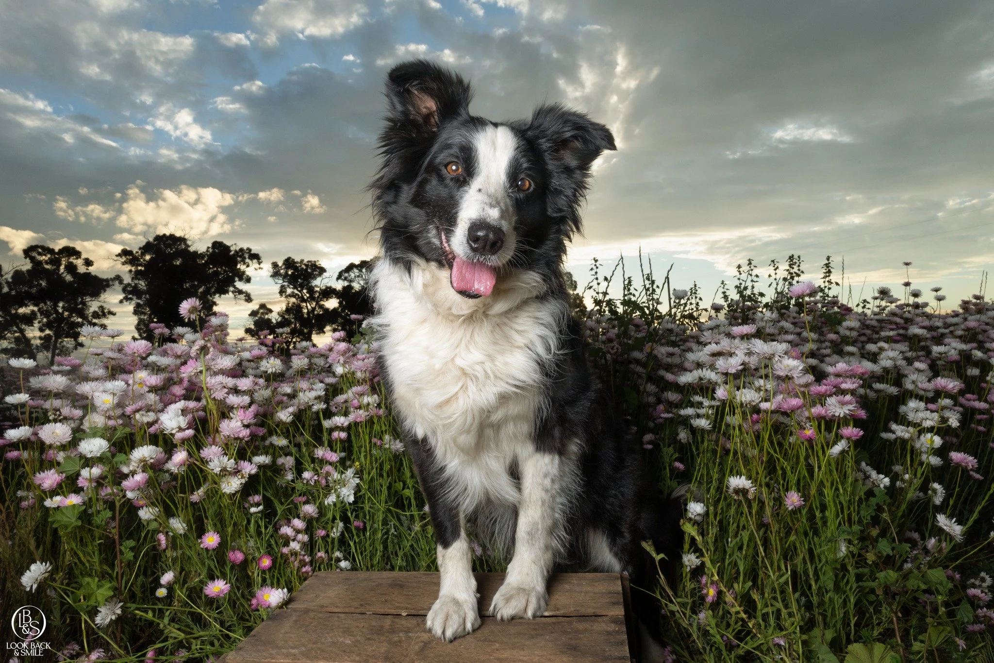 ❤️ Willow ❤️

If no one&rsquo;s going to sign you up for the supermodel gig, you just gotta show up and hustle!

That&rsquo;s exactly what Willow did. Willow is the farm dog at @lucindaseverlastings , and while we were shooting, she popped over to le