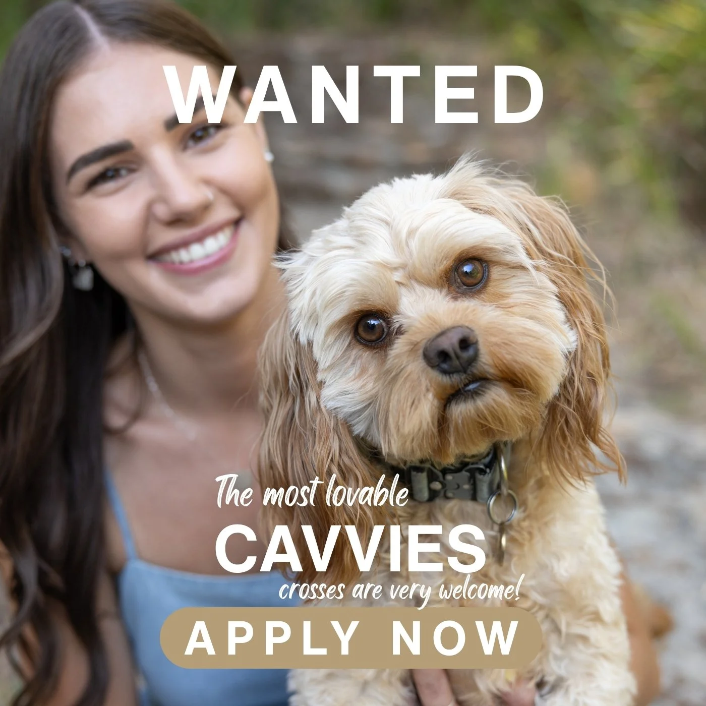 October's  Breed  of the Month &ndash; Cavvy or Cavvy x

Do you have the most loving and sweet Cavvy or Cavvy x?

Cavvies are known to be the sweetest, loyal, intuitive and gentle dogs.  Those who love them often turn into "collectors" of t