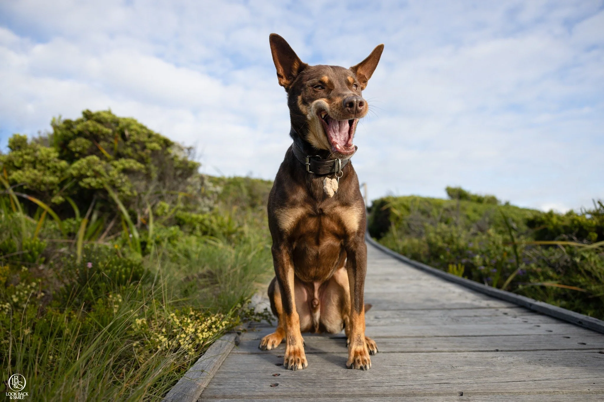 <3  Koda <3  Kelpie - Breed of the Month - September

Well.... what can I say.  There are so many images of Koda showing his extremely handsome side.... but then there is this one.  It's the funniest expression I think I have ever captured!

Ca
