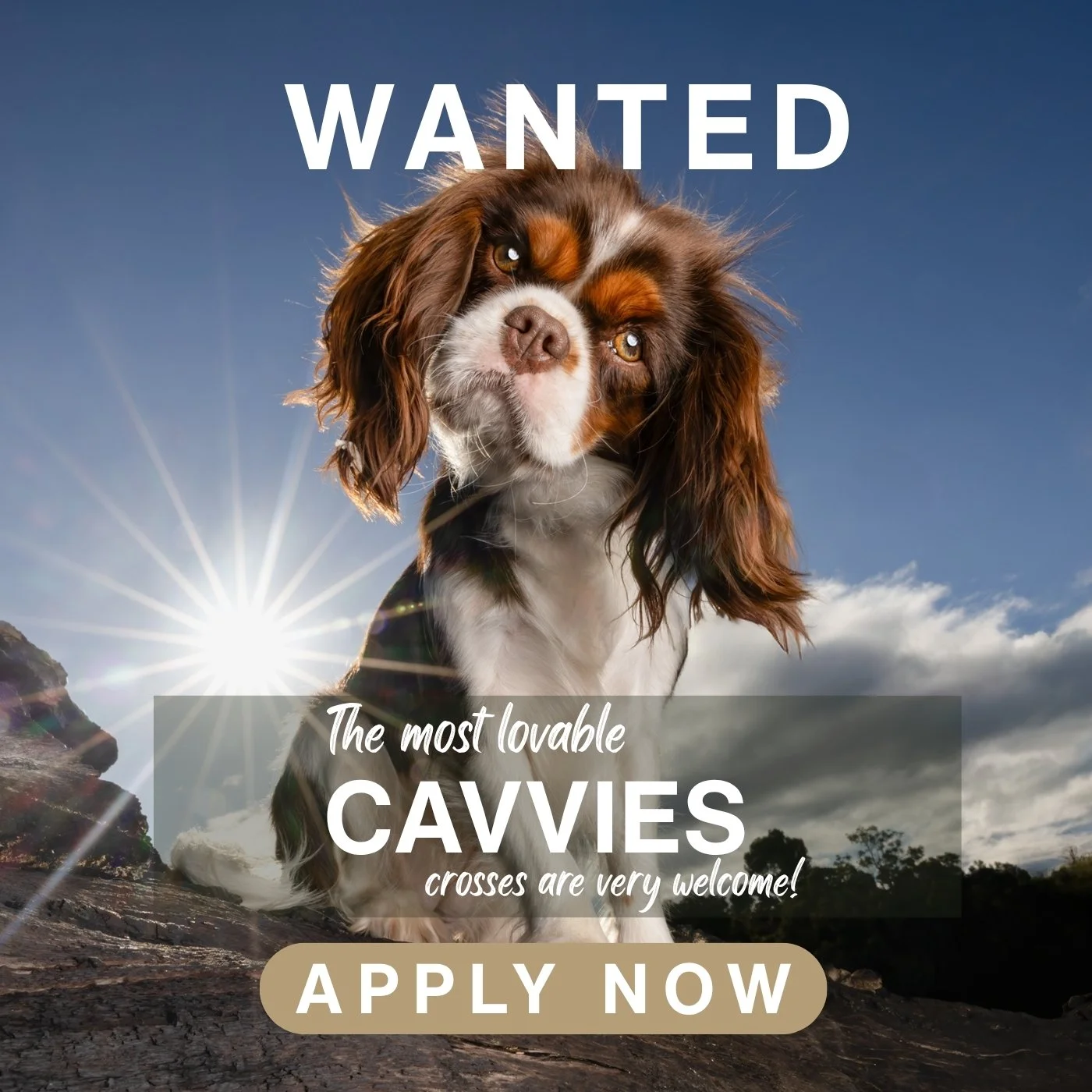 October's  Breed  of the Month &ndash; Cavvy or Cavvy x

Do you have the most loving and sweet Cavvy or Cavvy x?

Cavvies are known to be the sweetest, loyal, intuitive and gentle dogs.  Those who love them often turn into "collectors" of t