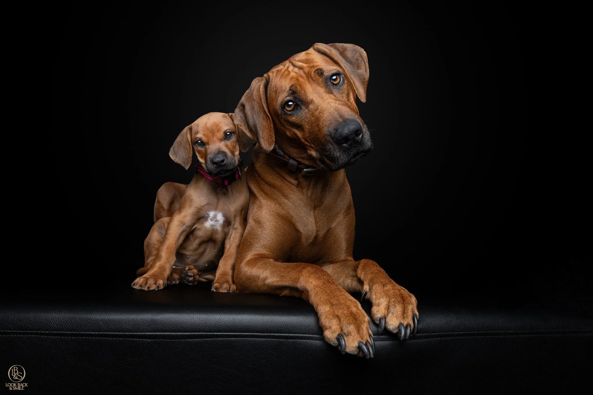 Zahli &amp; Kumi

This beautiful Mumma and daughter duo are going to be photographed outside on location as soon as it is safe for Kumi to be out in public.  However, I couldn't wait until December, as Iwanted to capture this sweet baby Ridgie at jus