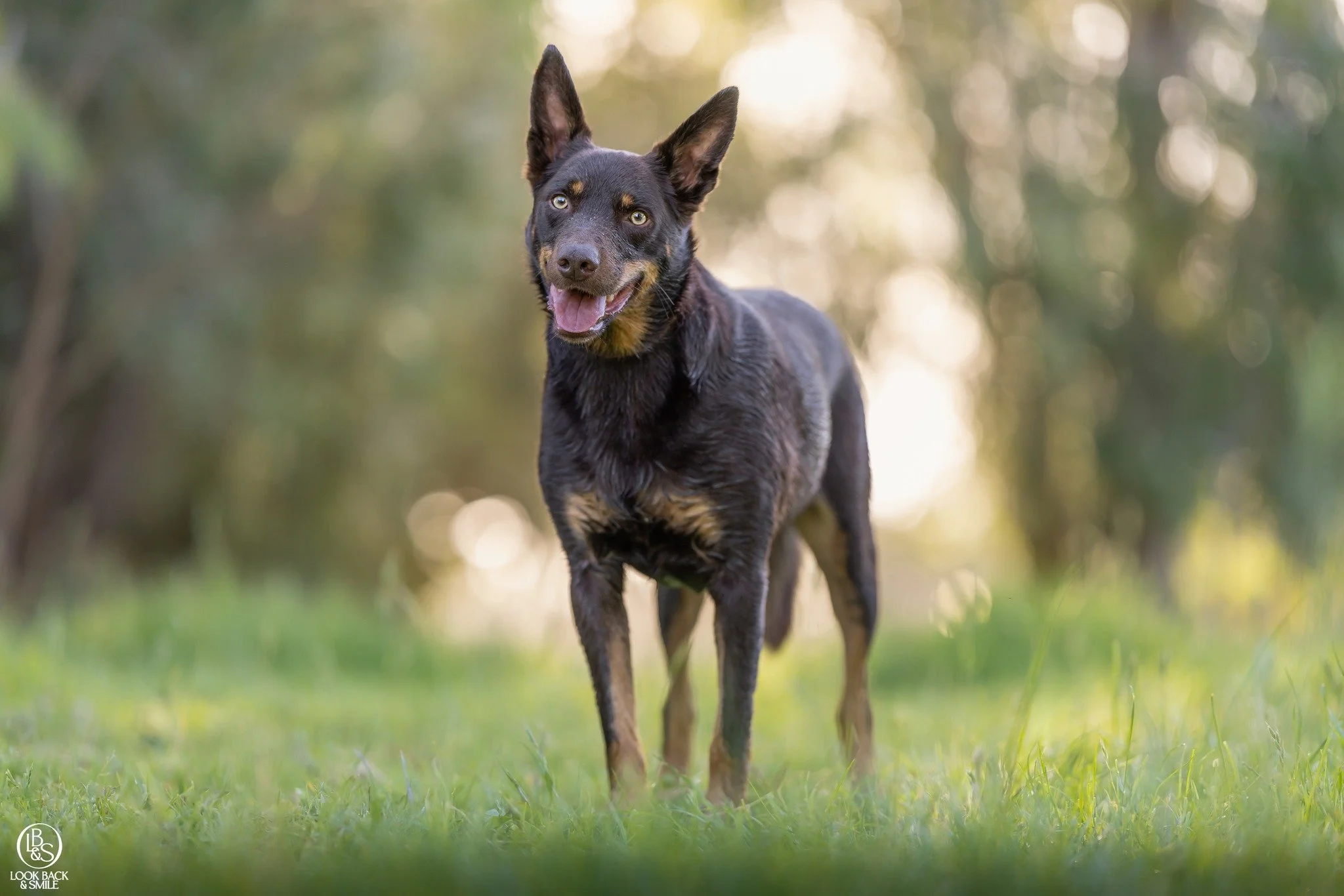 Obi - September Breed of the Month - Kelpie <3 

This sweet boy had the best time at his photo shoot being his usual self.  Chasing balls and hanging out with his Mumma on the farm.  What a stunning afternoon we shared and I can't wait to show Ang