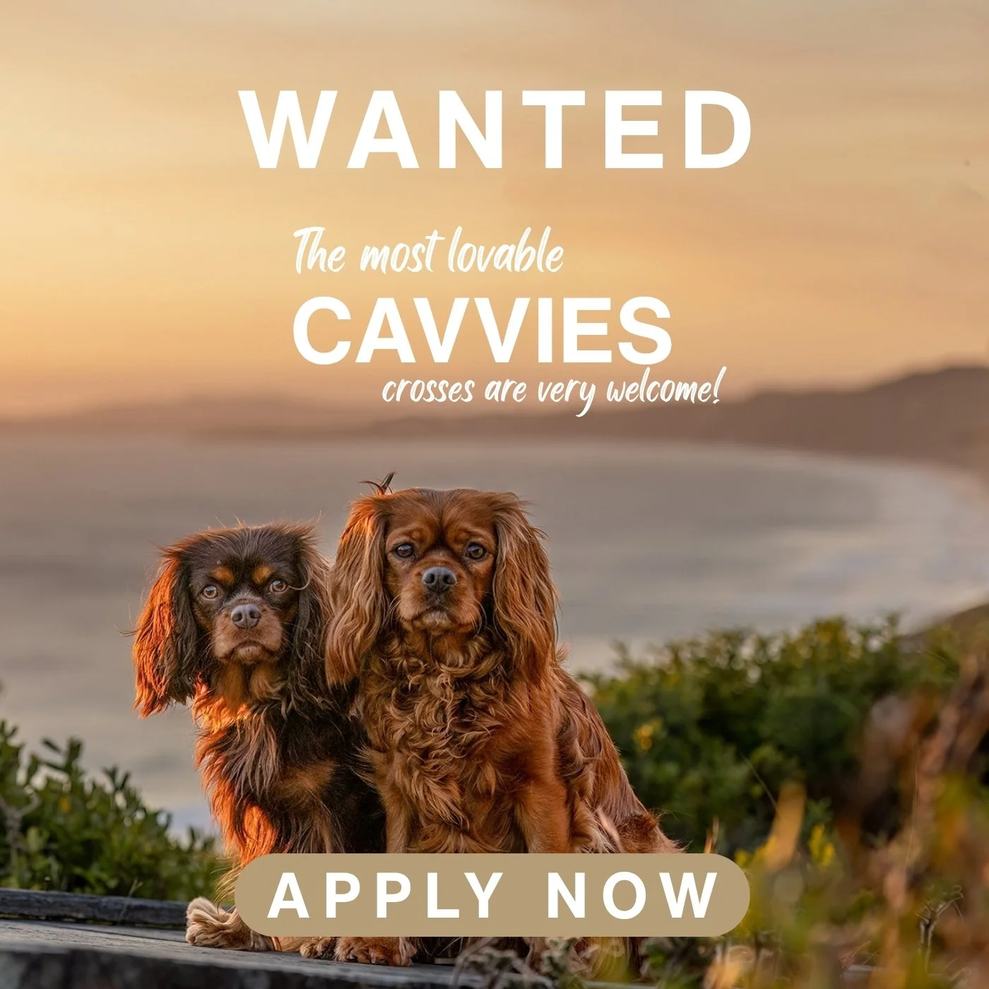 October's  Breed  of the Month &ndash; Cavvy or Cavvy x

Do you have the most loving and sweet Cavvy or Cavvy x?

Cavvies are known to be the sweetest, loyal, intuitive and gentle dogs.  Those who love them often turn into "collectors" of t