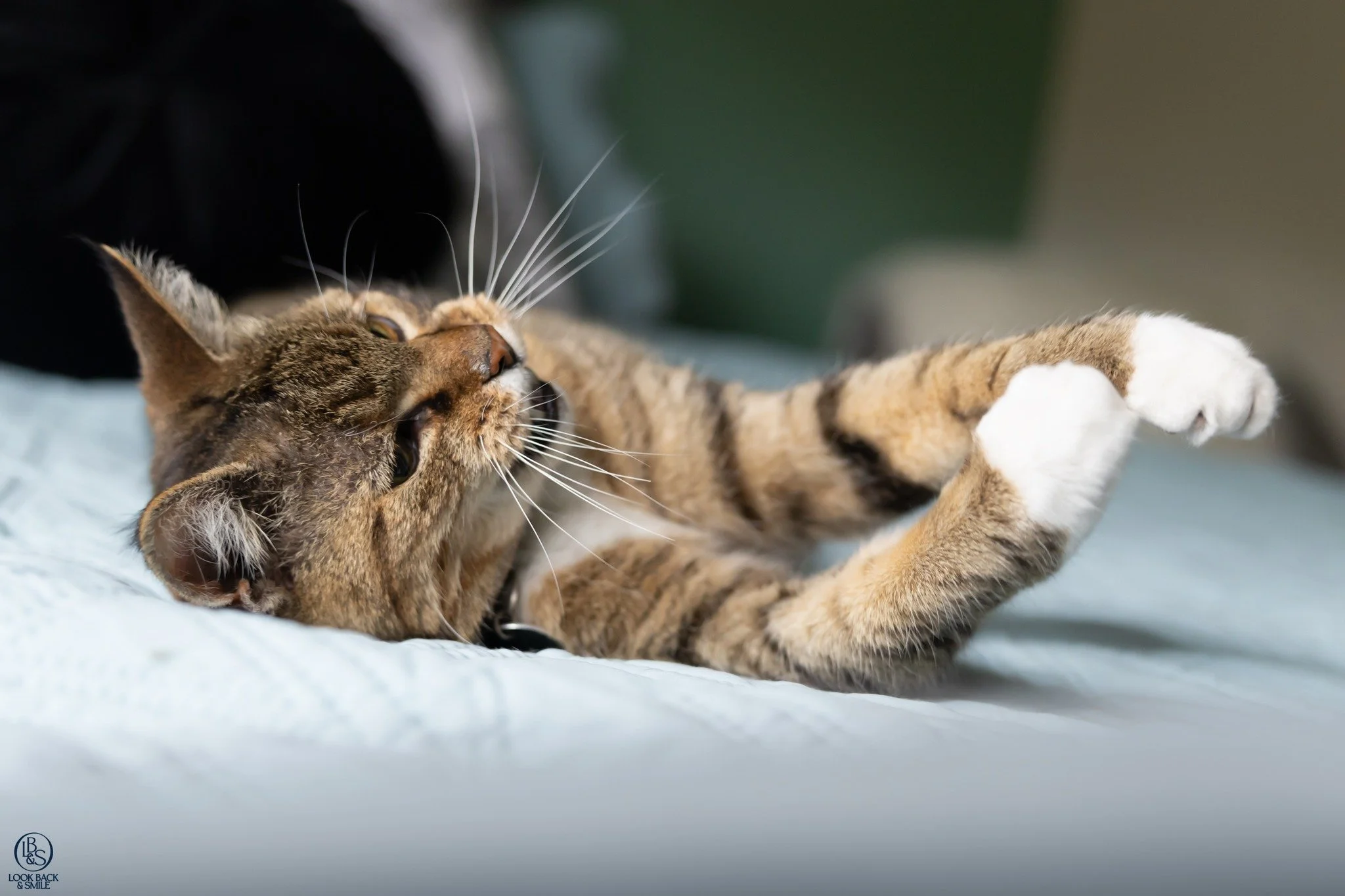 <3  Nandi <3

This delightful mittens is Nandi.  She's 14 years old and still loves to play, but can't play quite as long as she used to. 

This sweet girl has been a loved member of her household since she was a kitten, and she came as a &quot