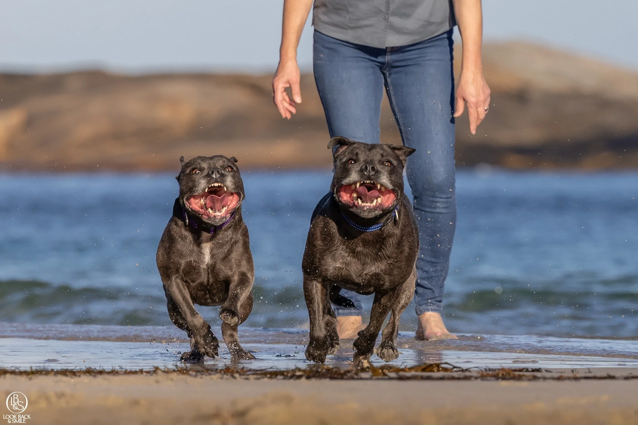 This image will NEVER GET OLD! 

Does your dog know the word &ldquo;beach&rdquo; a little too well? So well maybe you have to spell it out or speak in code? 😂

We can&rsquo;t even spell it out anymore! In our house, it&rsquo;s code, and that&rsquo;s