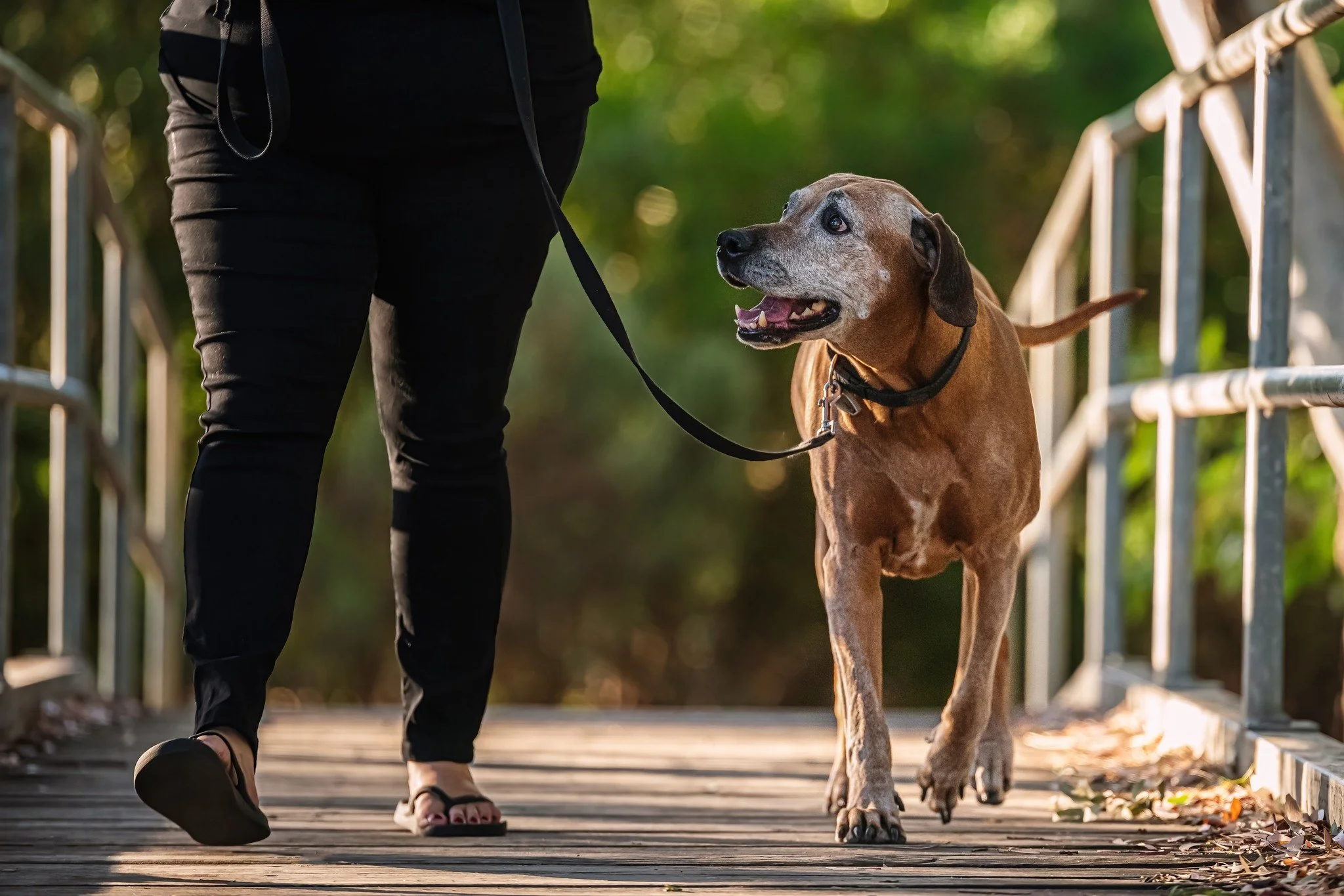 Sometimes, the sadness starts and they're right beside you. 💔

You start to notice the greying face and your walks become slower and shorter.  They are sleeping a little more during the day and you find yourself worrying about goodbye while silently