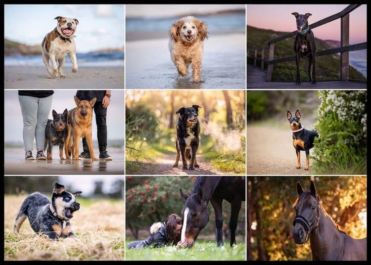 Look Back and Smile Pet Photographer Albany Western Australia