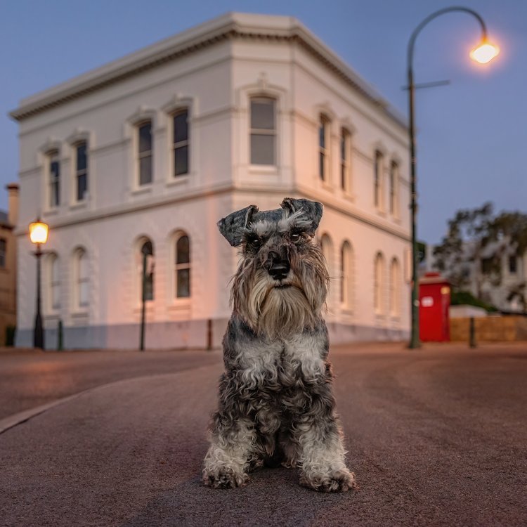 Look Back and Smile Pet Photography Albany Western Australia